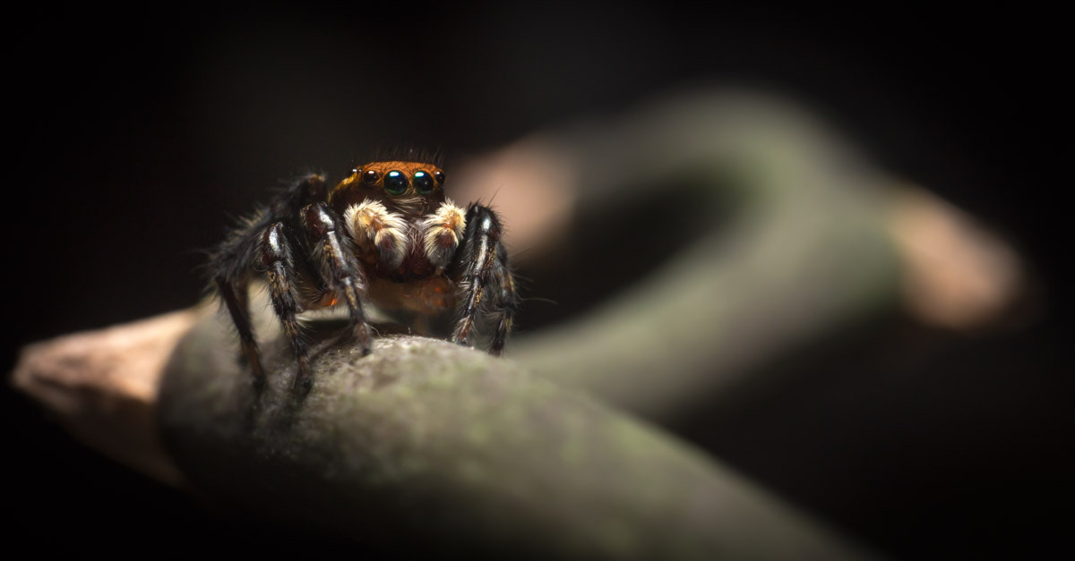 Canon EOS 6D + Canon EF-S 18-55mm F3.5-5.6 IS sample photo. Incy cutsy spider photography