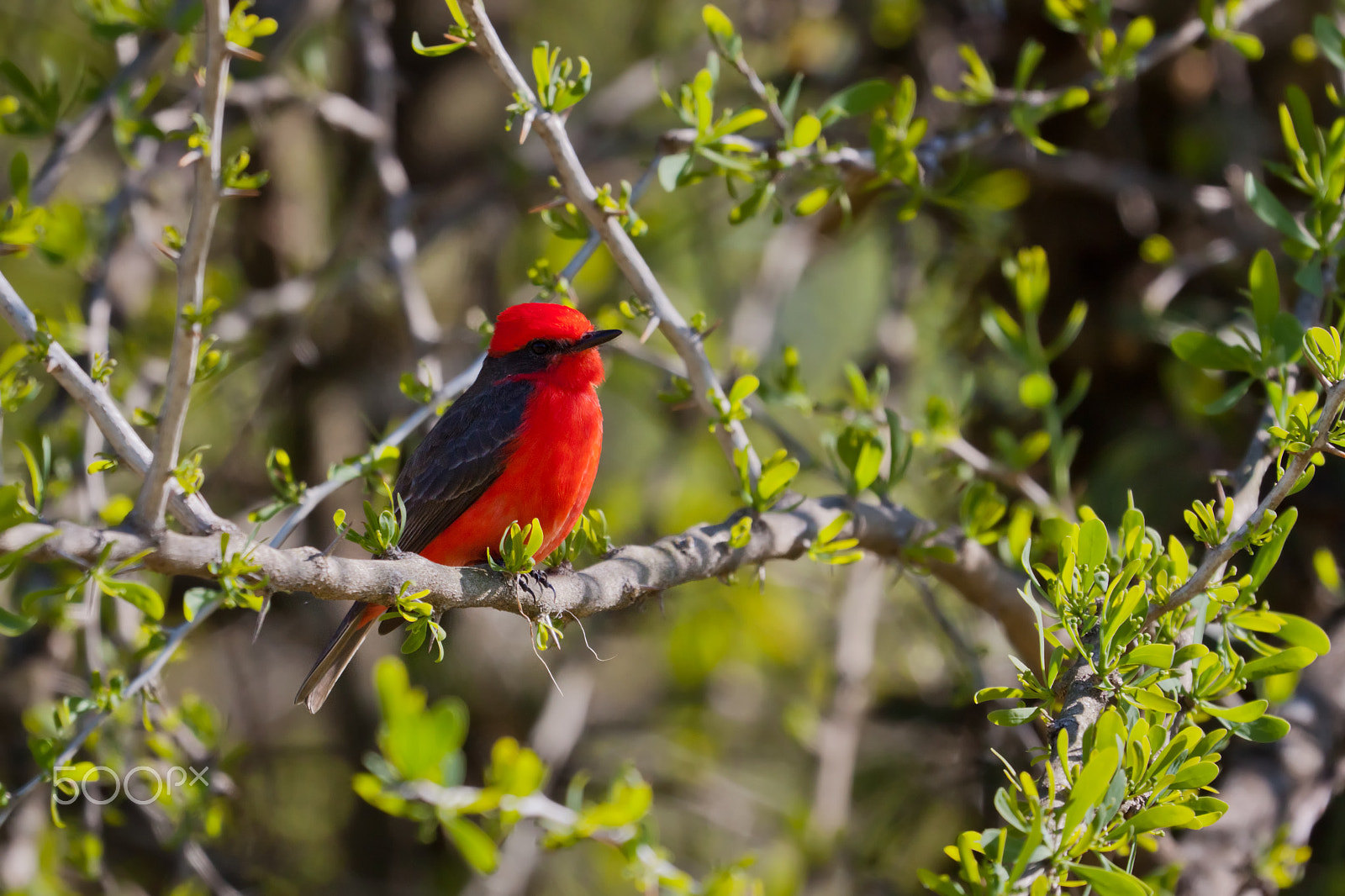 Canon EF 100-400mm F4.5-5.6L IS USM sample photo. Vermilion flycatcher perching in a tree photography
