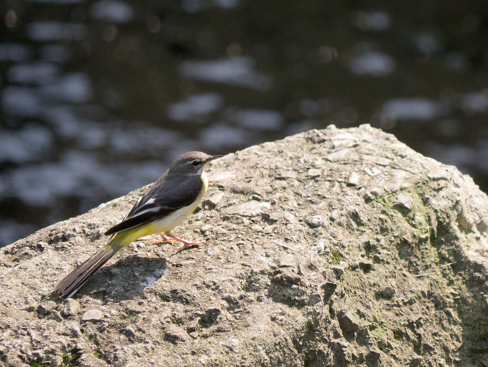 Panasonic Lumix DMC-GX1 sample photo. Motacilla cinerea photography