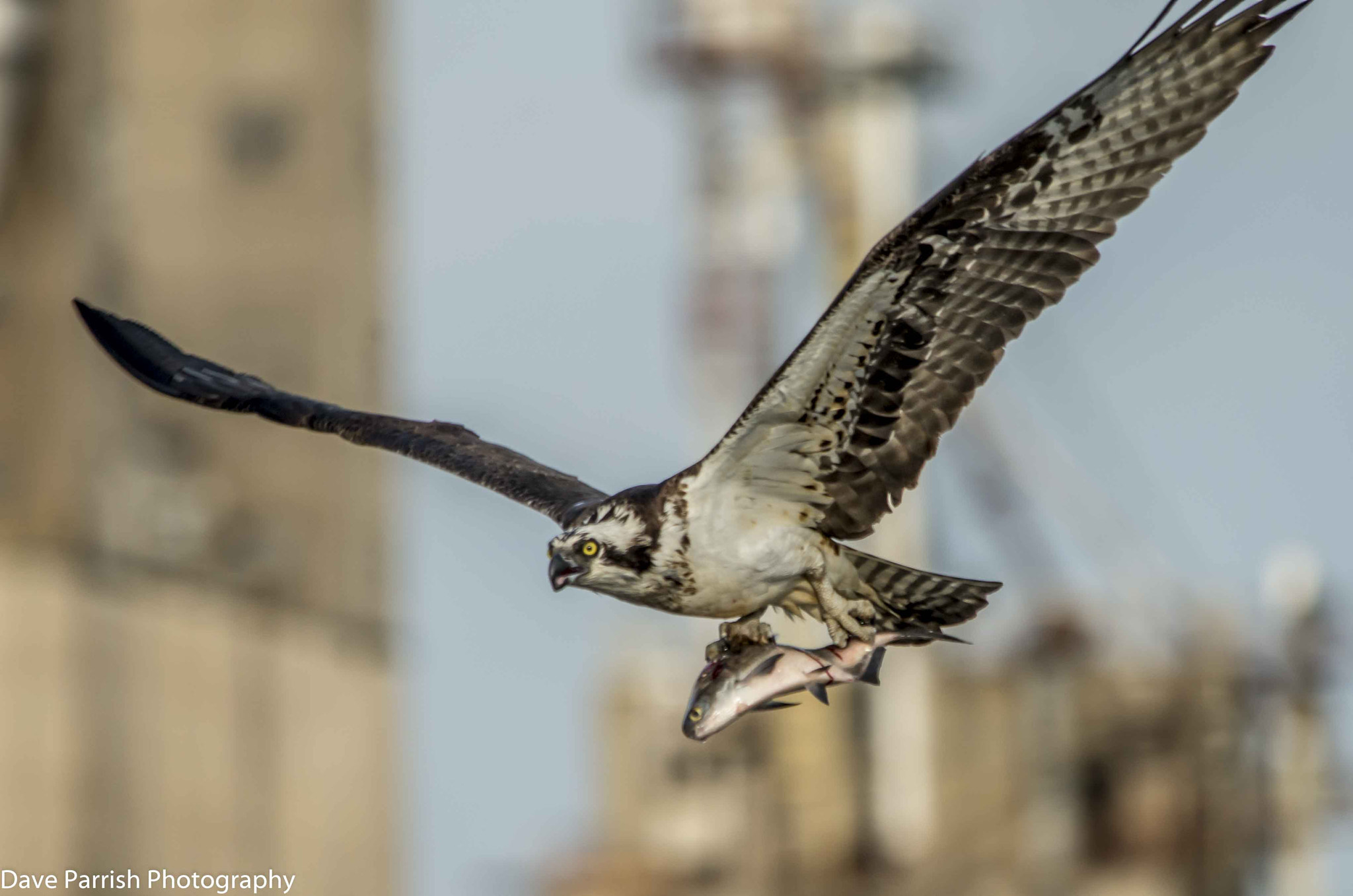 Sigma 150-500mm F5-6.3 DG OS HSM sample photo. April 2015 photography