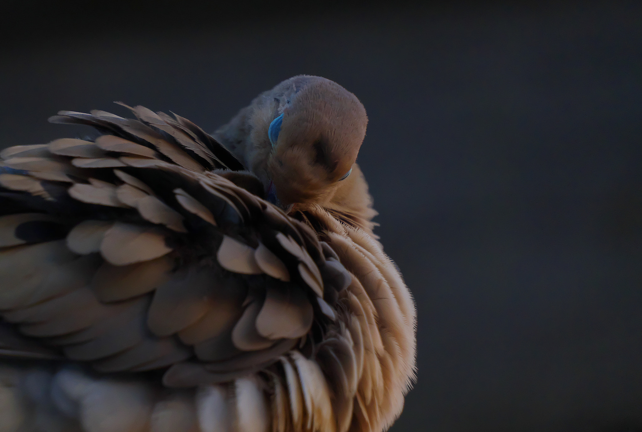 Fujifilm X-A1 + Fujifilm XF 55-200mm F3.5-4.8 R LM OIS sample photo. Mourning dove 2015.05.03 photography