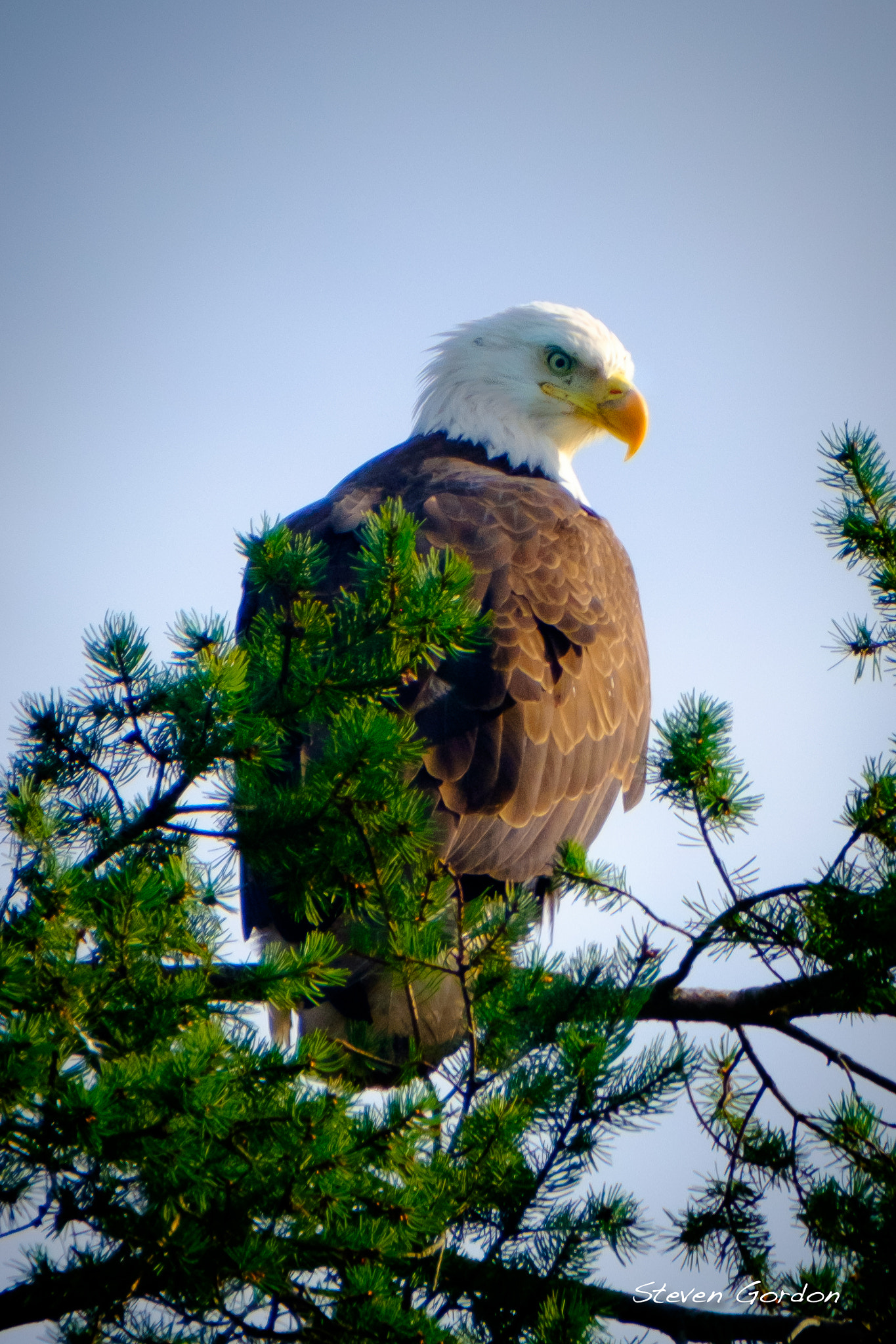 XF100-400mmF4.5-5.6 R LM OIS WR + 1.4x sample photo. British columbia bald eagle photography