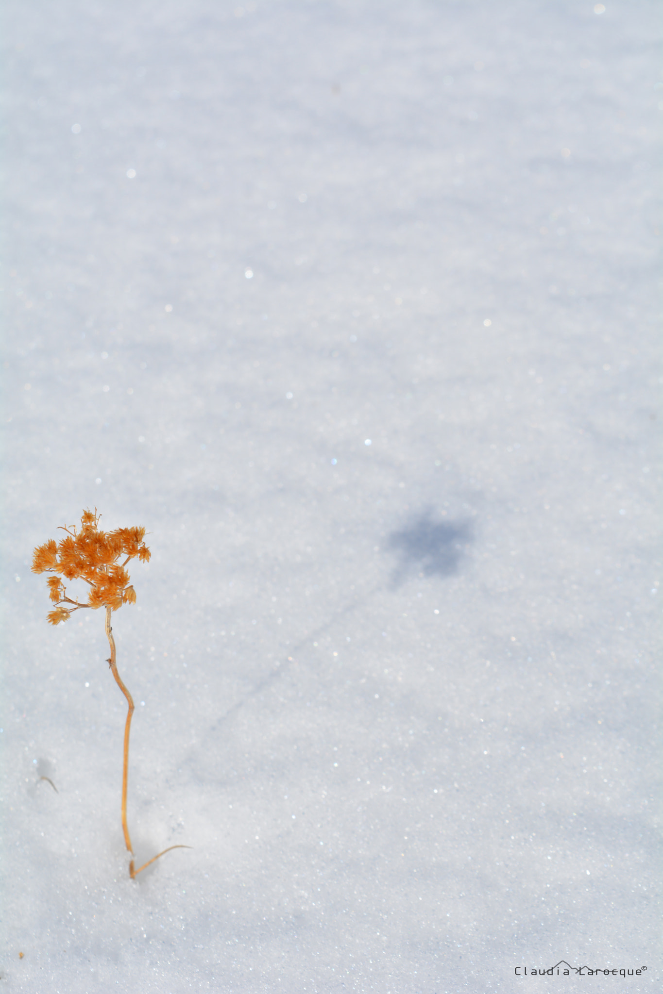 Sigma 50-150mm F2.8 EX APO DC HSM II sample photo. Petite fleur dans le froid photography