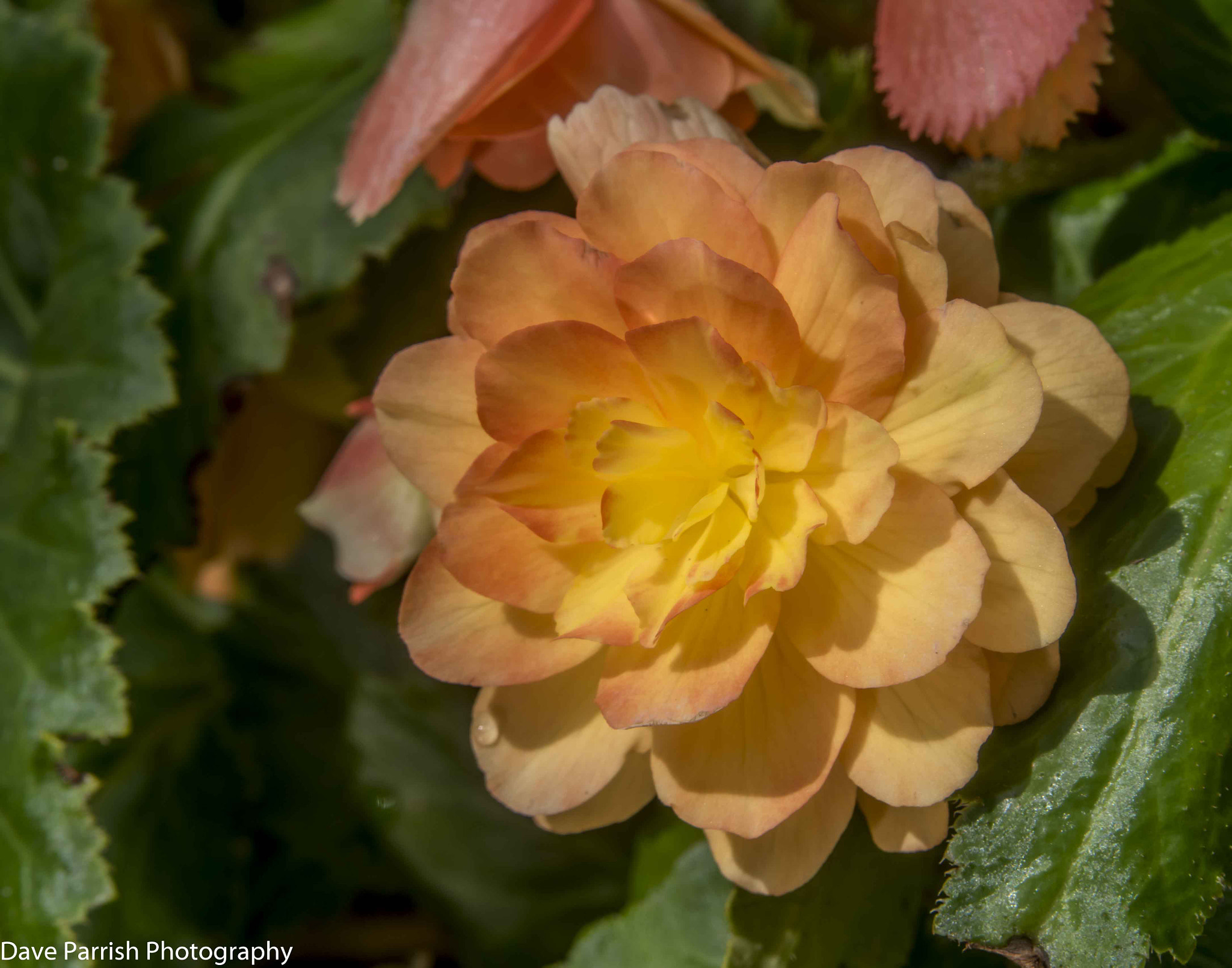 Tamron AF 28-75mm F2.8 XR Di LD Aspherical (IF) sample photo. Amgp7238.jpg photography