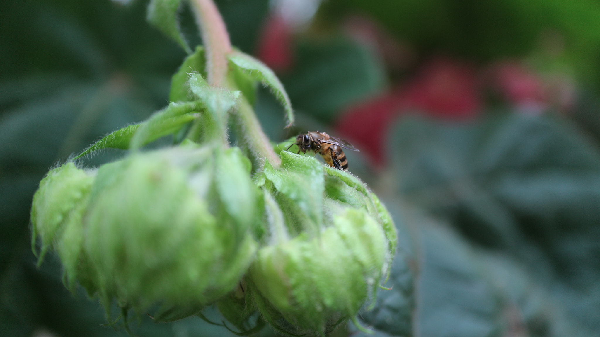 Canon EOS M10 + Canon EF-M 22mm F2 STM sample photo. The bee on the flowers photography