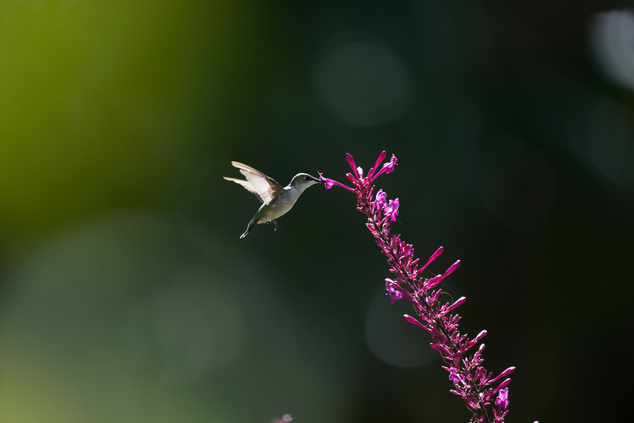 Nikon AF-S Nikkor 200-400mm F4G ED-IF VR sample photo. Backlite photography