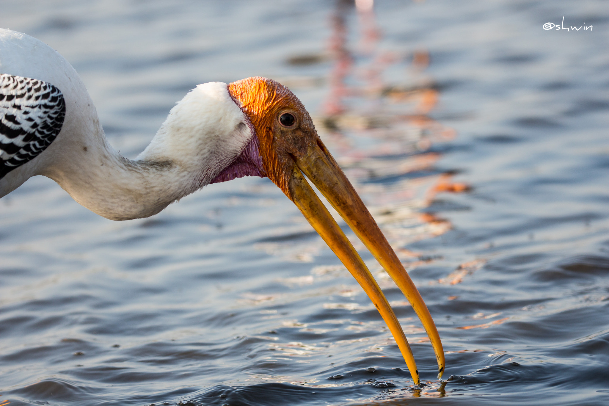 Canon EF 100-400mm F4.5-5.6L IS II USM sample photo. Painted stork photography