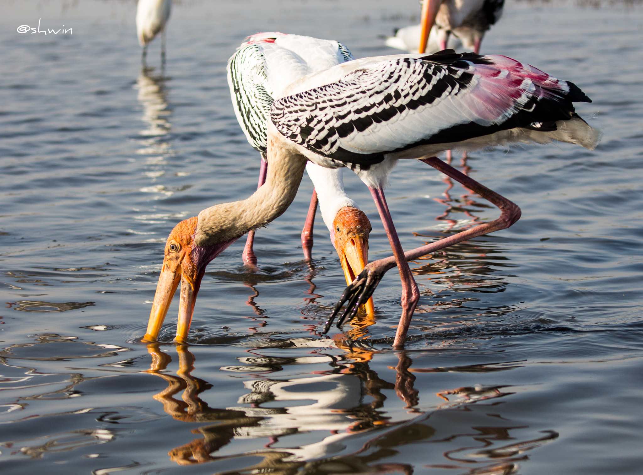 Canon EF 100-400mm F4.5-5.6L IS II USM sample photo. Painted stork photography