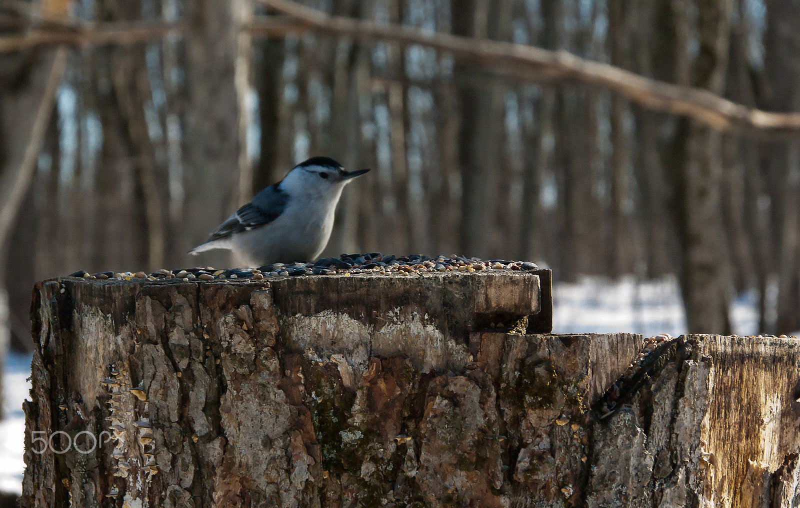 Sony Alpha DSLR-A330 sample photo. Bird photography