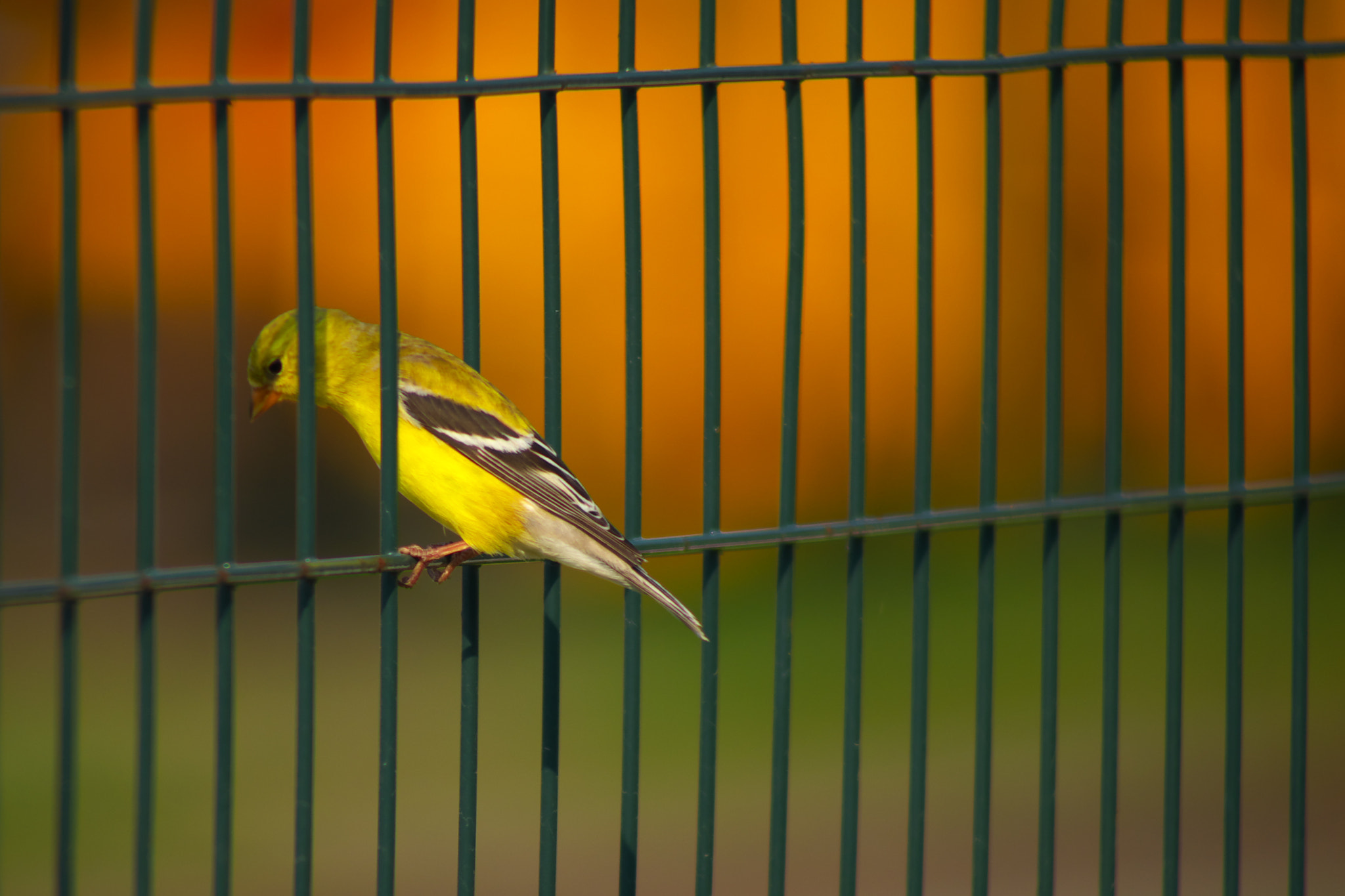 Fujifilm X-A1 + Fujifilm XF 55-200mm F3.5-4.8 R LM OIS sample photo. Yellow finch 3 2015.05.09 photography