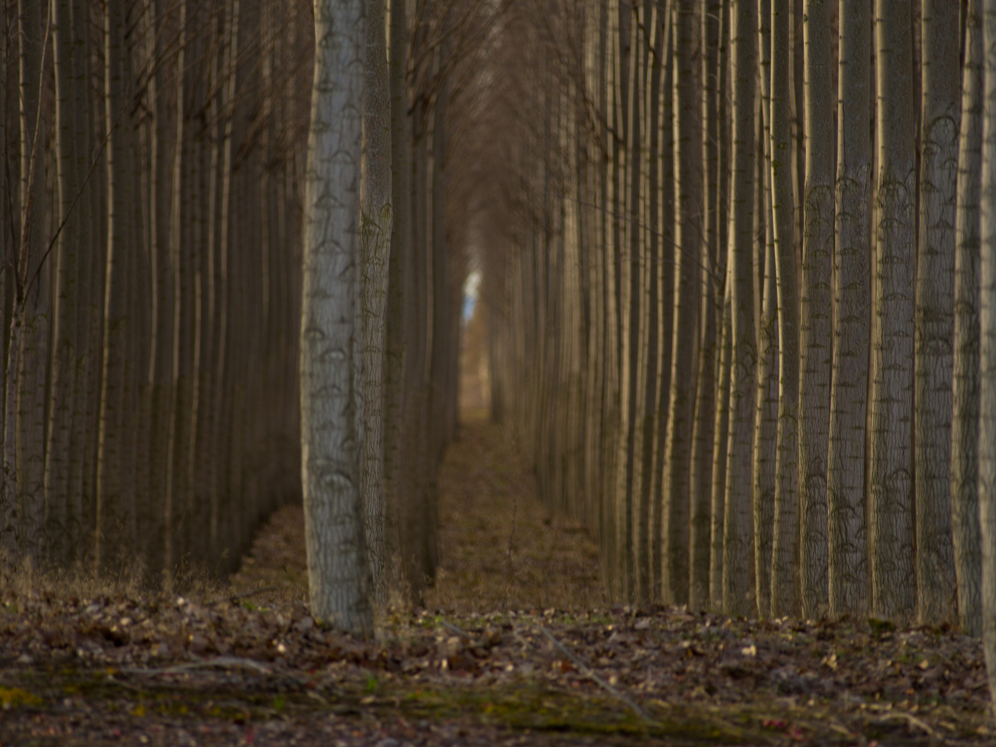 Pentax 645Z + smc PENTAX-FA 645 400mm F5.6 ED [IF] sample photo. Treefarm photography