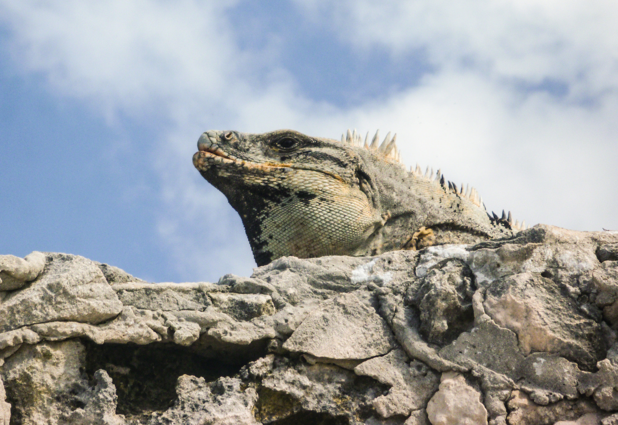 Panasonic DMC-TS1 sample photo. Iguana rock photography