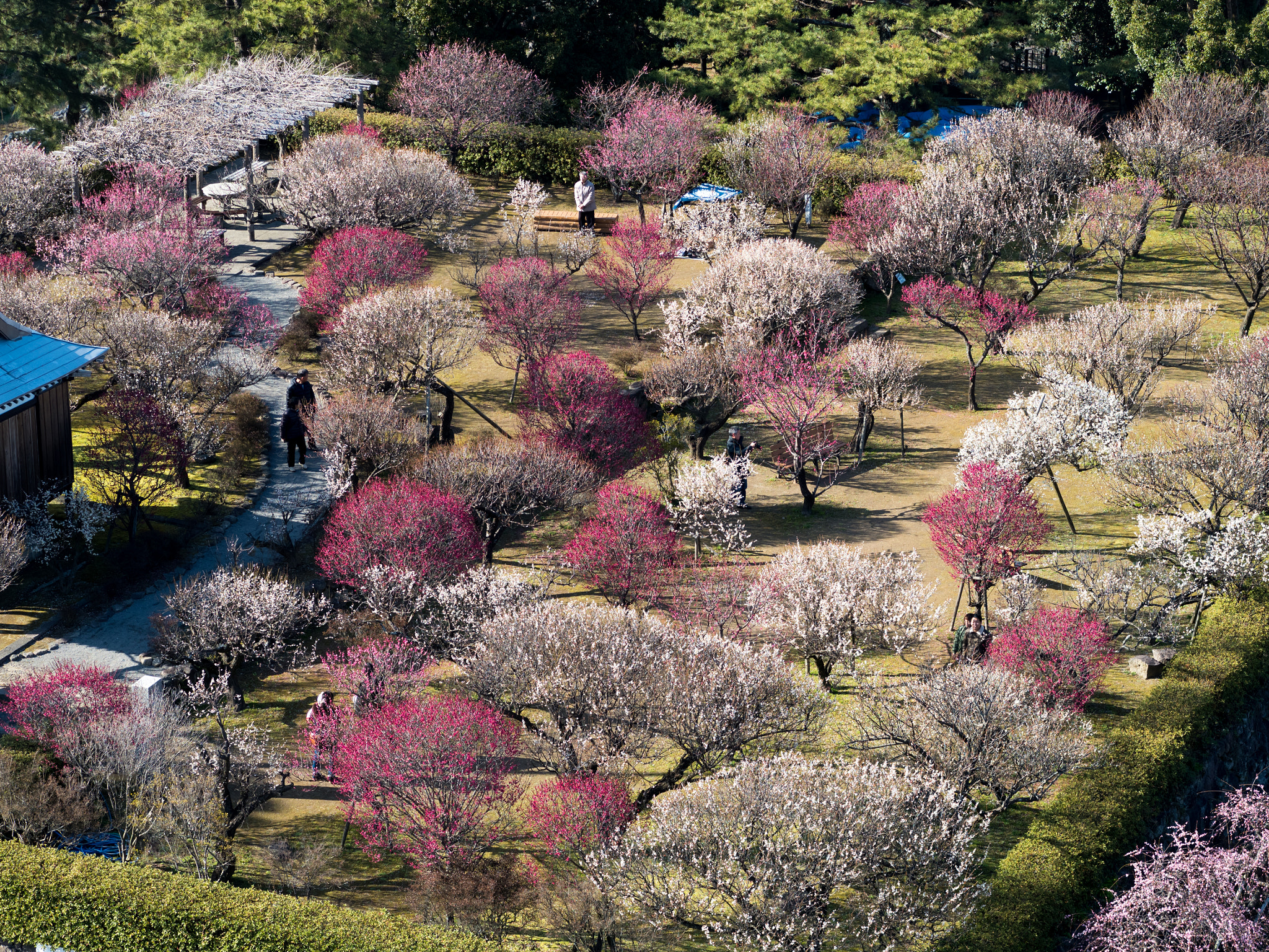 Olympus OM-D E-M5 II + OLYMPUS 50mm Lens sample photo. Garden of plum in shimabara castle photography
