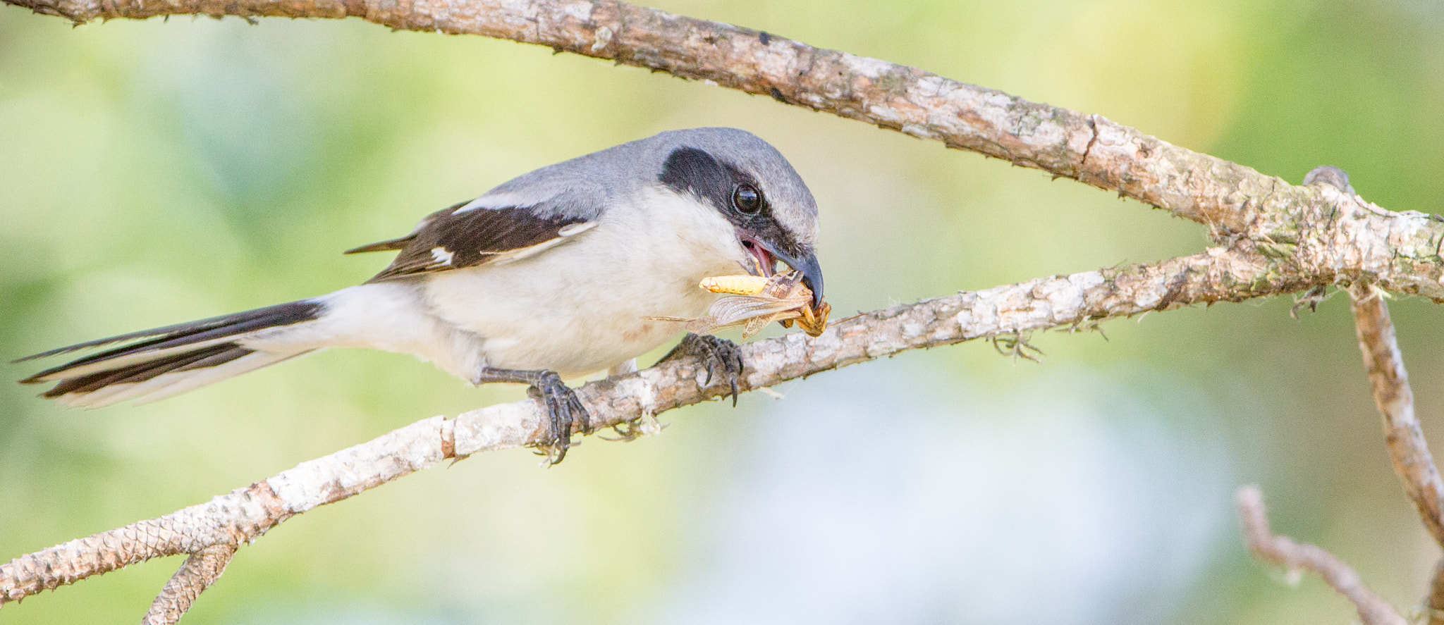 Canon EF 200-400mm F4L IS USM Extender 1.4x sample photo. Loggerhead shrike photography