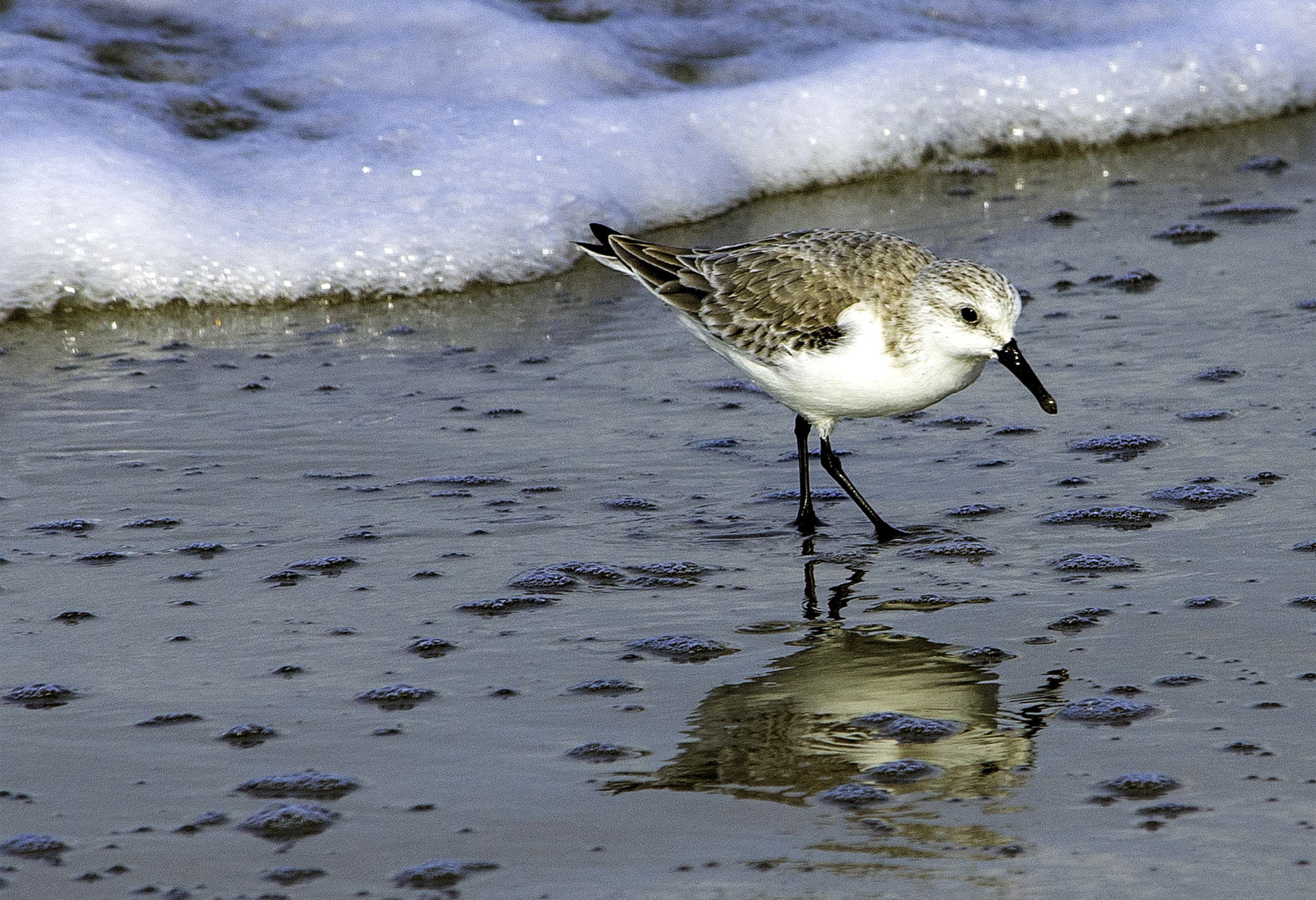 Nikon D600 sample photo. Sanderling reflections photography
