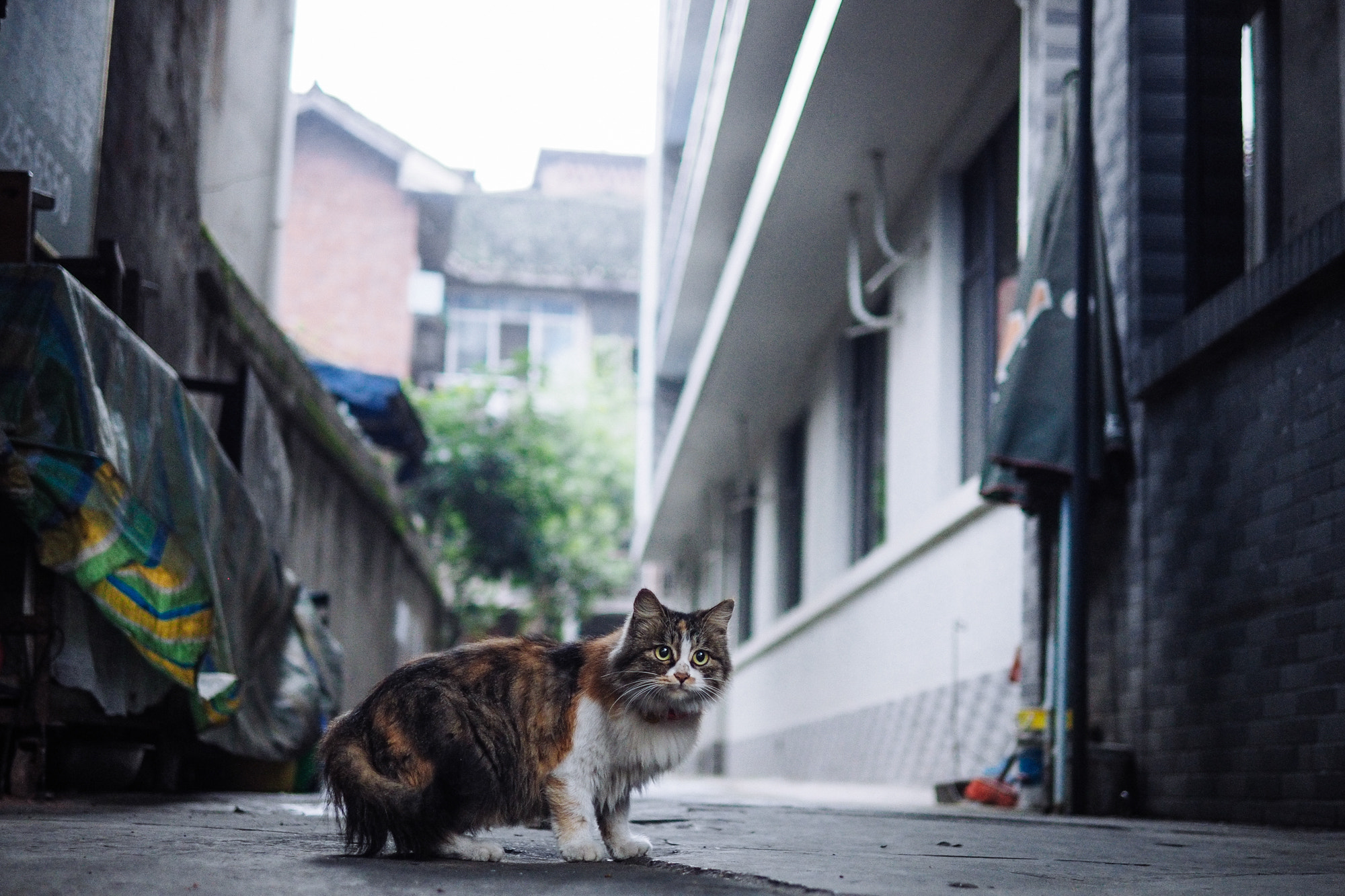 Olympus OM-D E-M10 + Panasonic Leica DG Summilux 25mm F1.4 II ASPH sample photo. Olympus digital camera photography