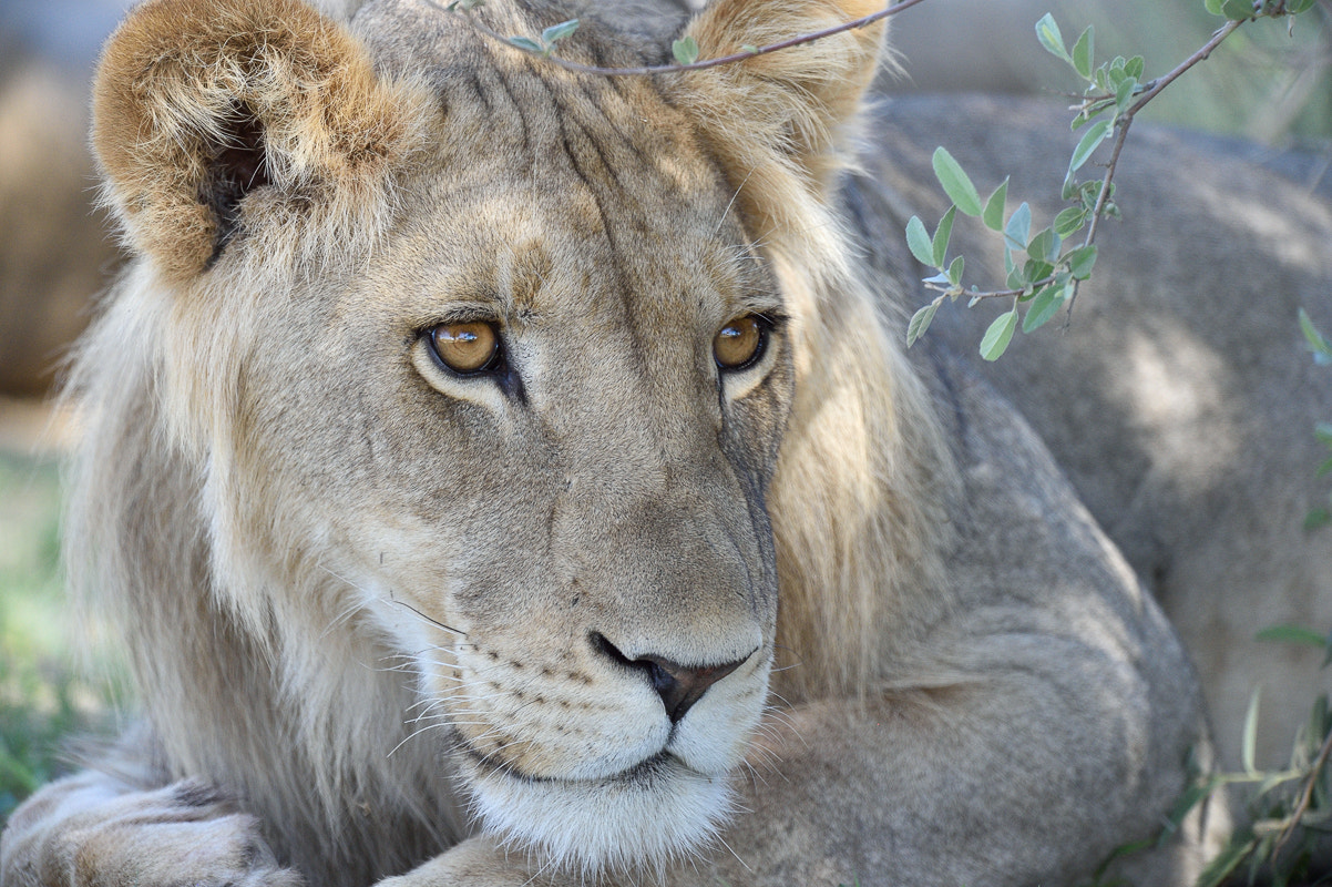 Nikon D4S + Nikon AF-S Nikkor 500mm F4G ED VR sample photo. Kalahari 2016 young male lion photography