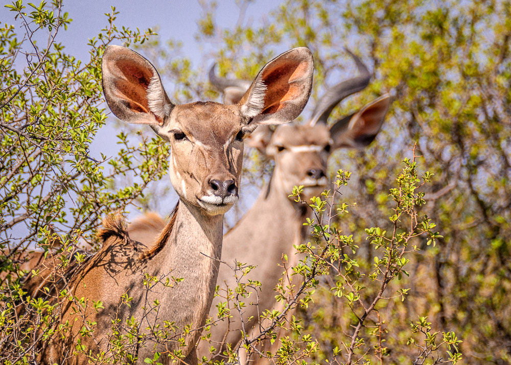 Sigma 150-600mm F5-6.3 DG OS HSM | S sample photo. Siblings photography