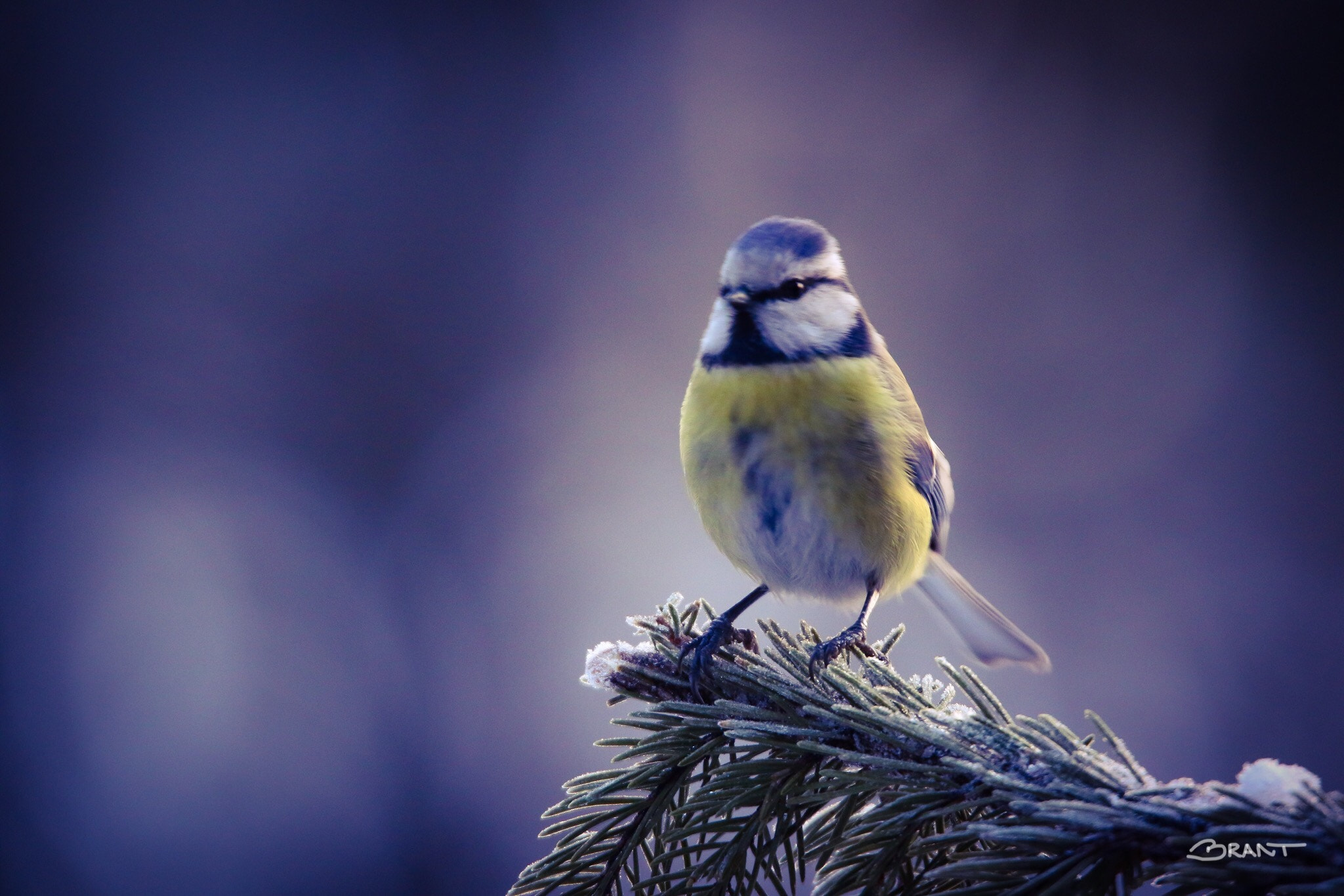 Canon 150-600mm F5-6.3 DG OS HSM | Sports 014 sample photo. Sunrise bluetit photography