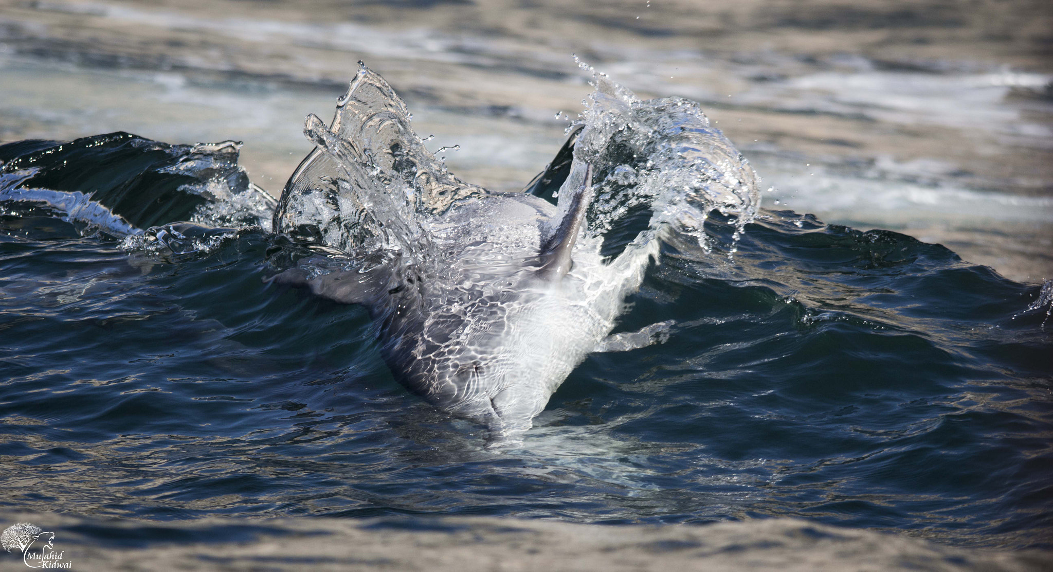Sigma 150-500mm F5-6.3 DG OS HSM sample photo. Born to be wild photography