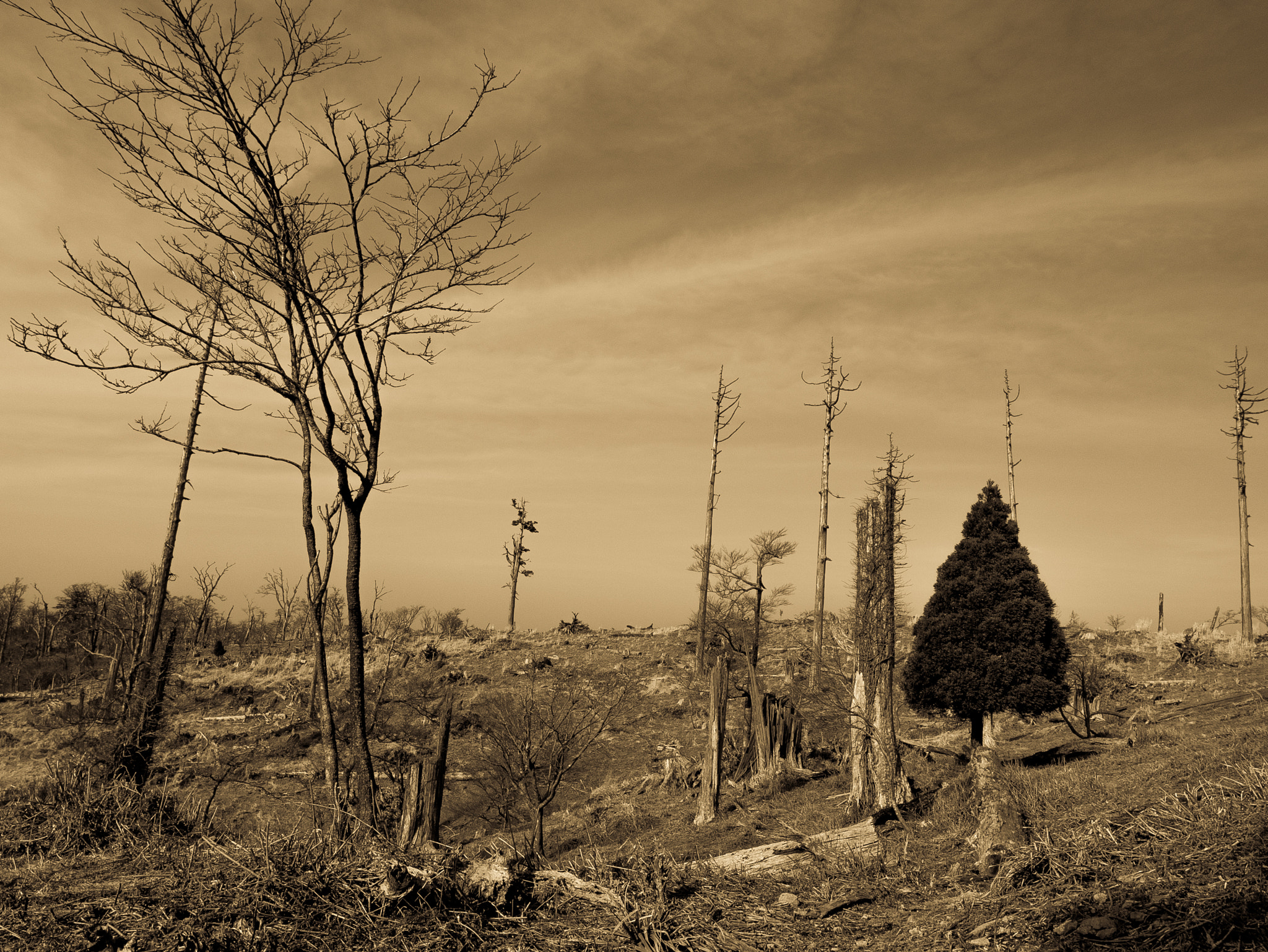 Panasonic Lumix DMC-GX7 sample photo. Desolate field photography