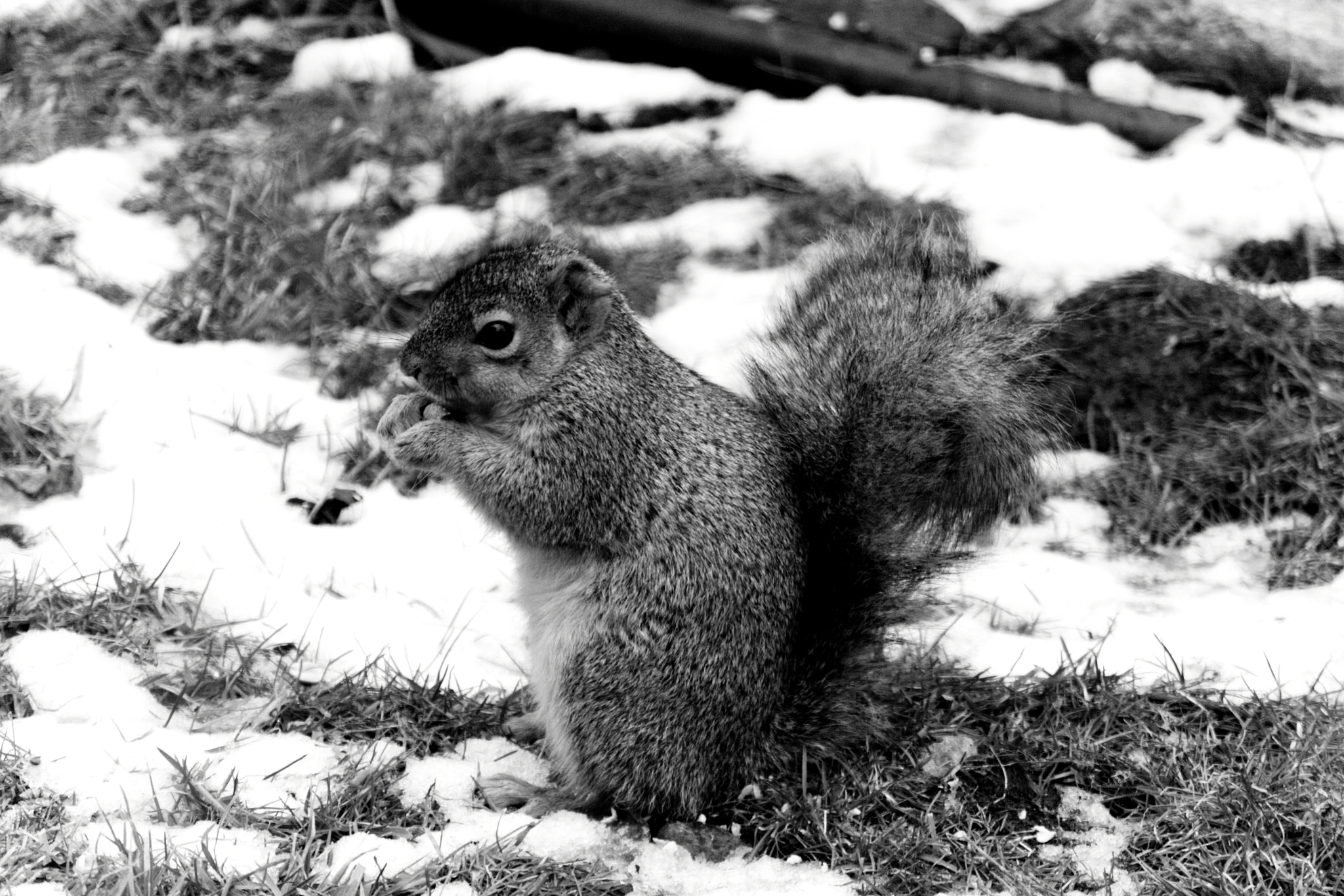 Sigma 55-200mm f/4-5.6 DC sample photo. Sitting pretty photography