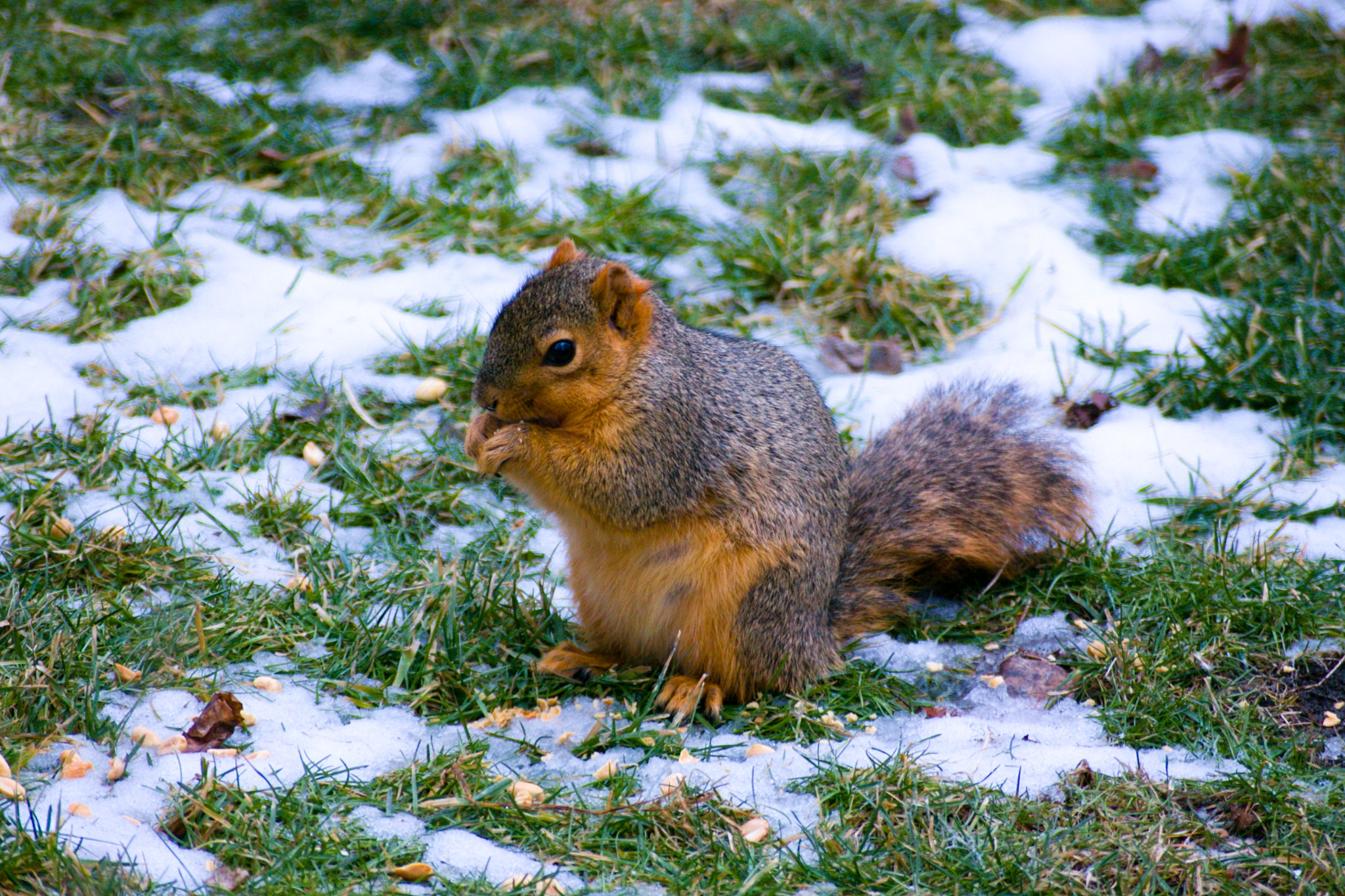 Sigma 55-200mm f/4-5.6 DC sample photo. Nibble pose 01 photography