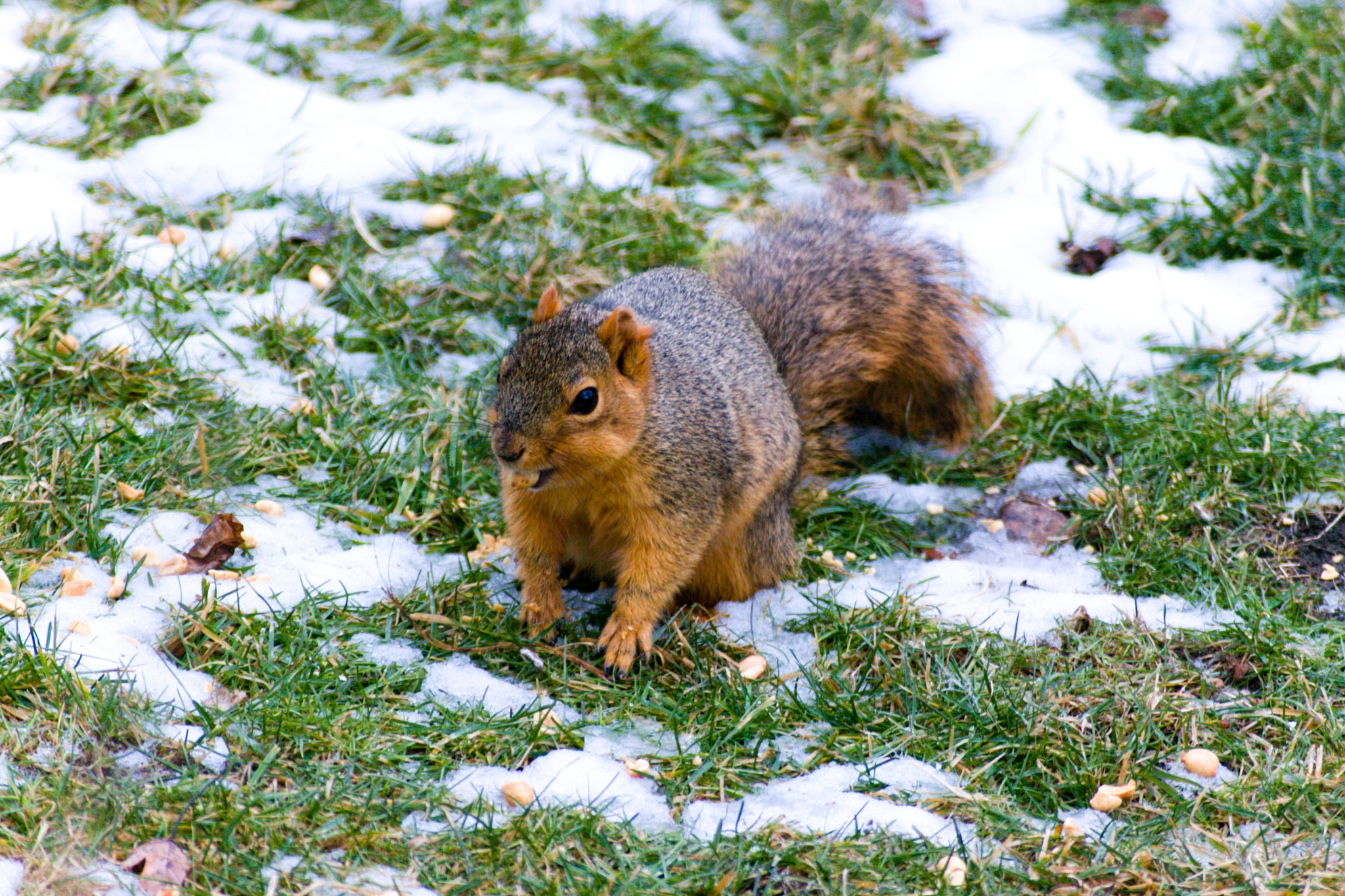 Sigma 55-200mm f/4-5.6 DC sample photo. Fast food photography
