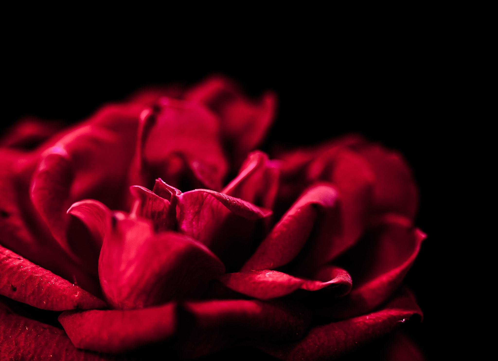 Canon EF-S 60mm F2.8 Macro USM sample photo. Red rose photography