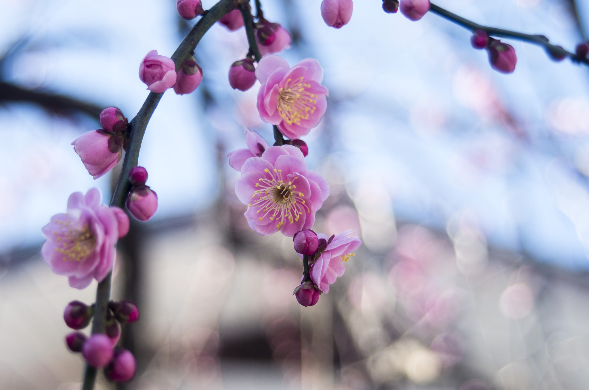 Pentax K-5 IIs sample photo. Thinking of spring photography