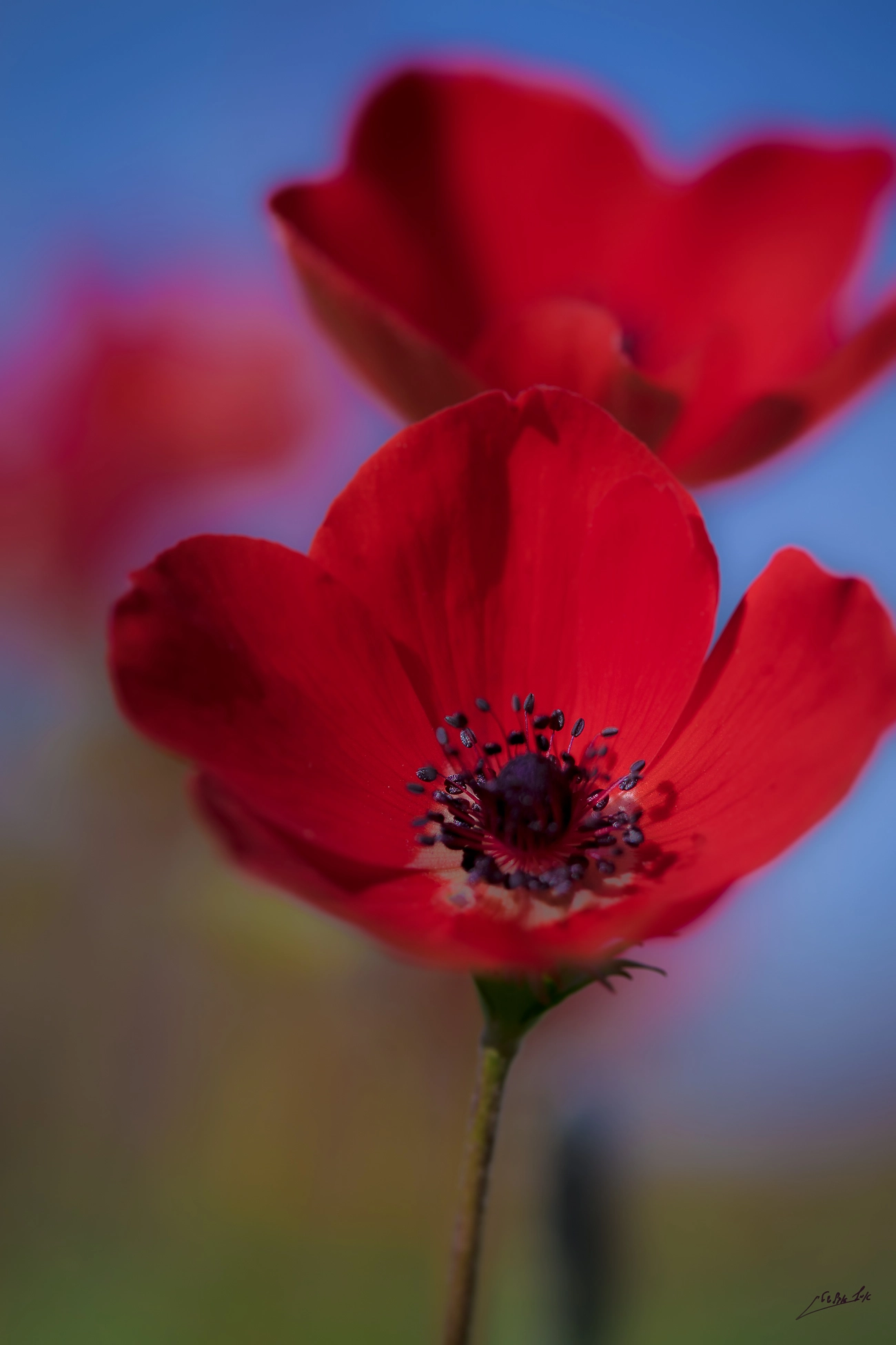 Sony ILCA-77M2 sample photo. Anemone coronaria photography
