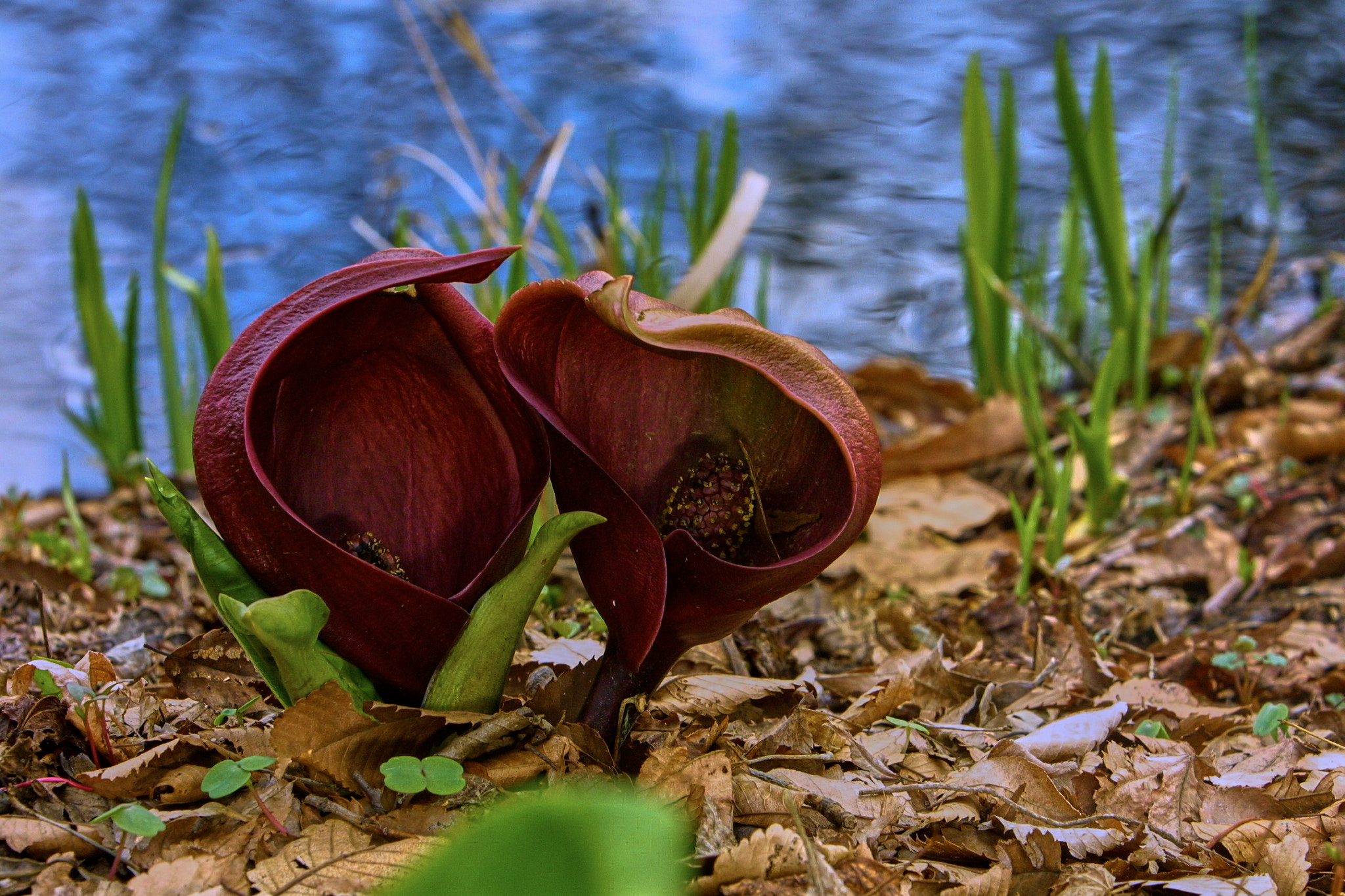 Canon EOS D30 sample photo. Zazenso photography