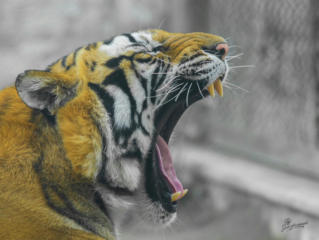 Minolta AF 300mm F2.8 HS-APO G sample photo. Tiger photography