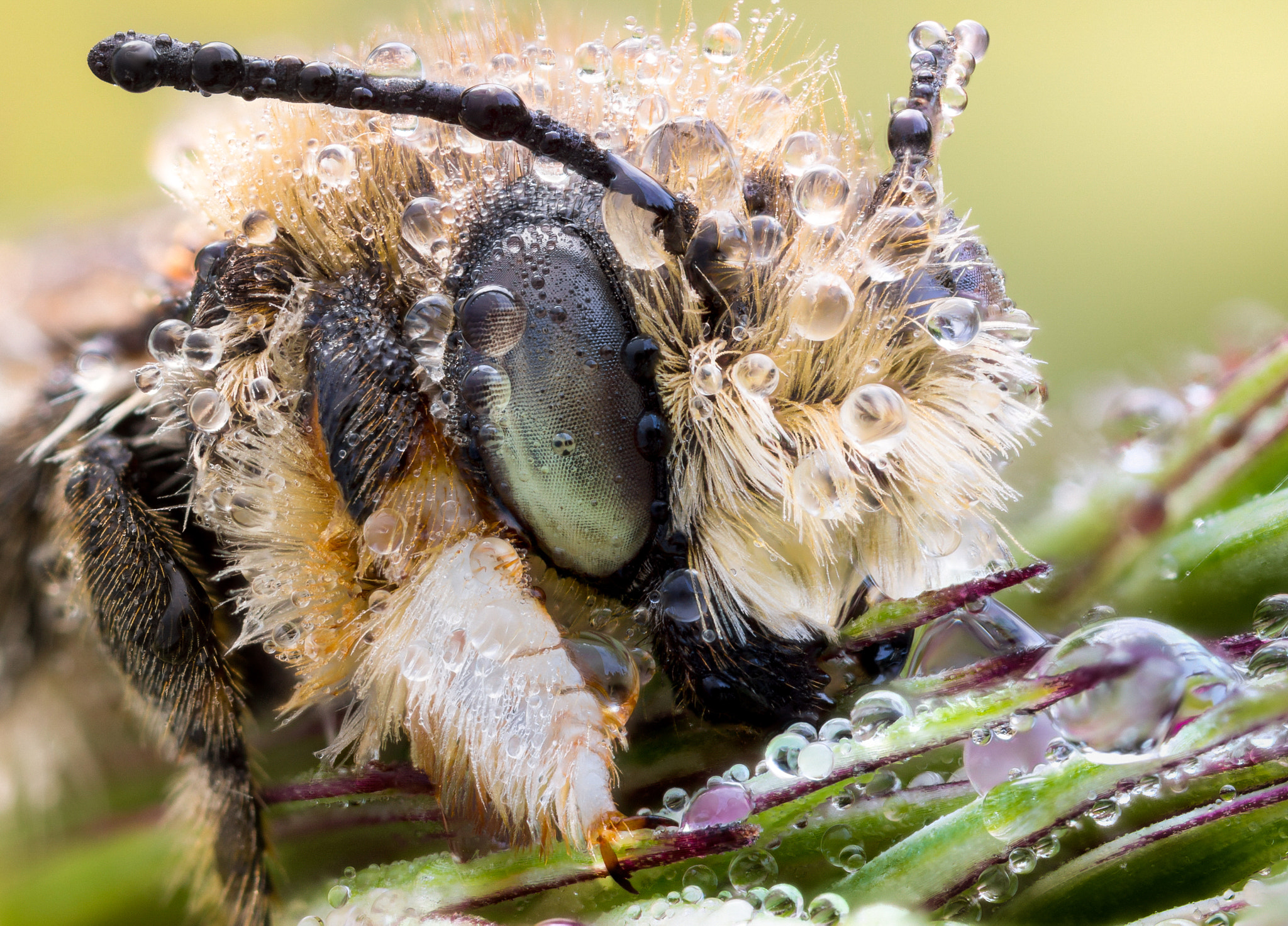 Sony Alpha NEX-7 + 65mm F2.8 sample photo. Leaf-cutter bee photography