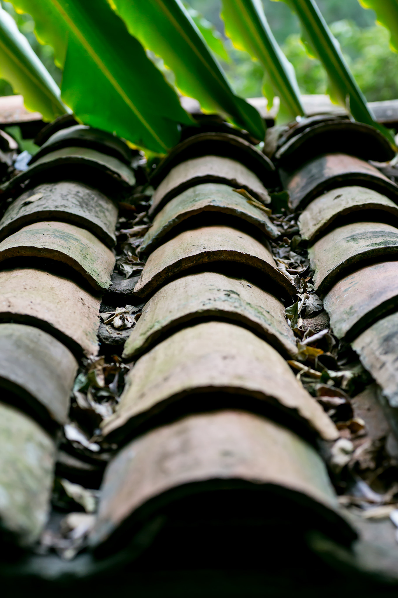 Tamron SP AF 90mm F2.8 Di Macro sample photo. Old roof tiles photography