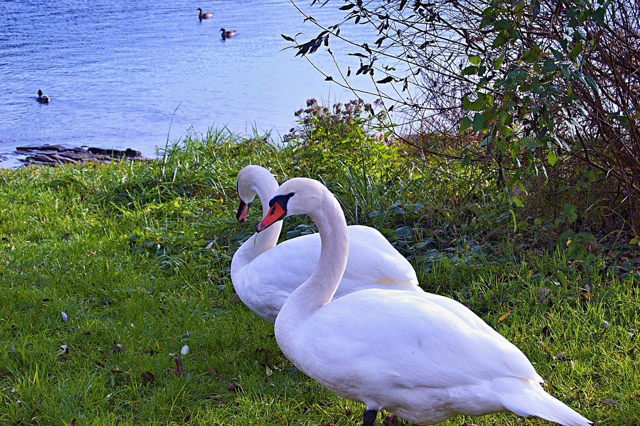 Nikon D3200 + 18.00 - 55.00 mm f/3.5 - 5.6 sample photo. Herbst 2015 photography