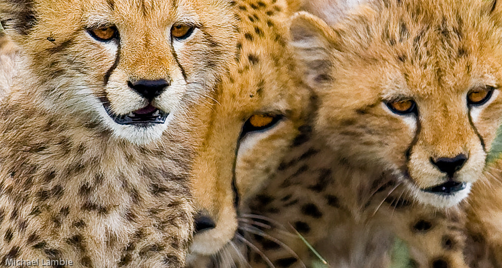 Canon EF 400mm F2.8L IS USM sample photo. Before the hunt photography