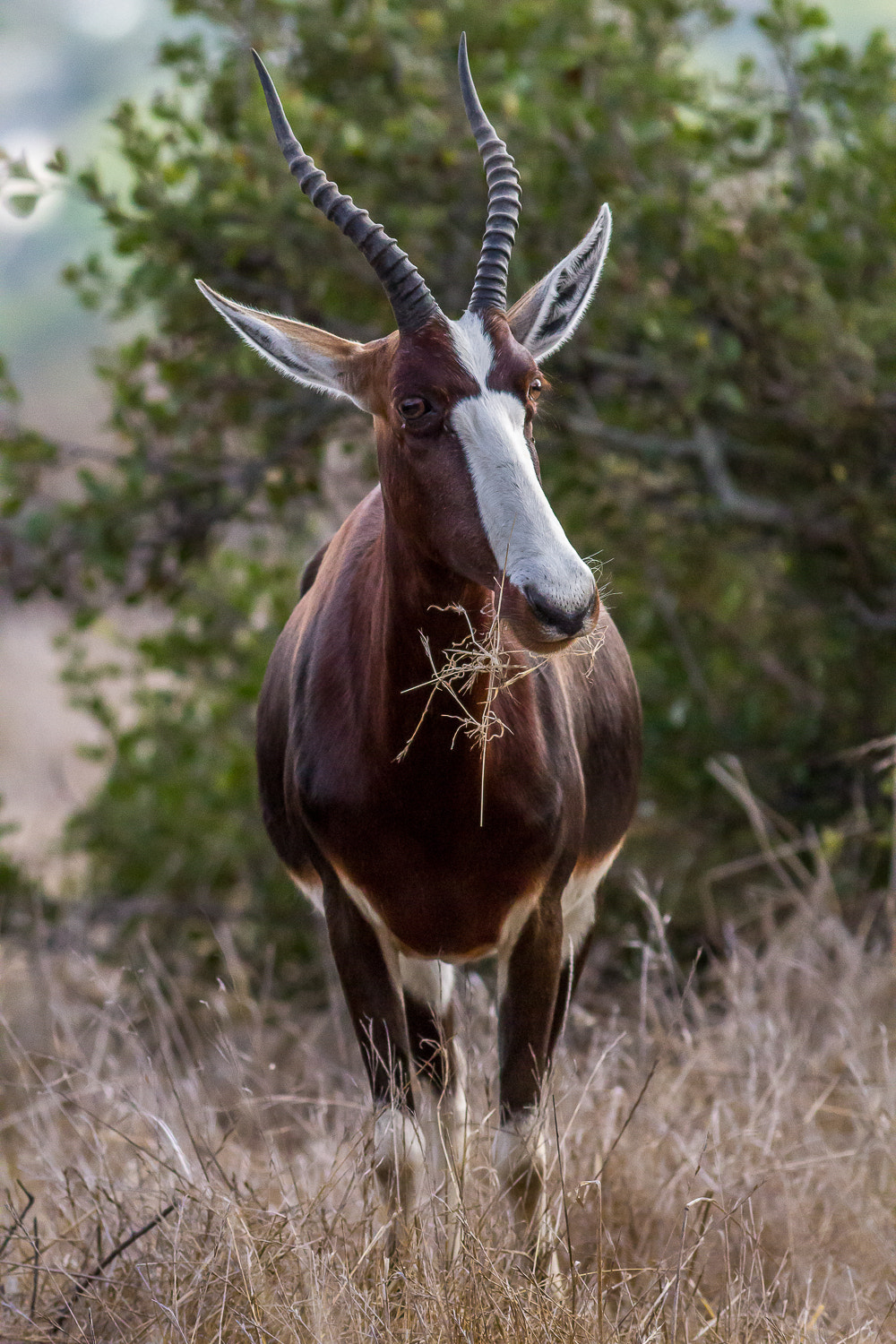 Canon EOS 1200D (EOS Rebel T5 / EOS Kiss X70 / EOS Hi) + Canon EF 400mm F5.6L USM sample photo. Grazing bontebok photography