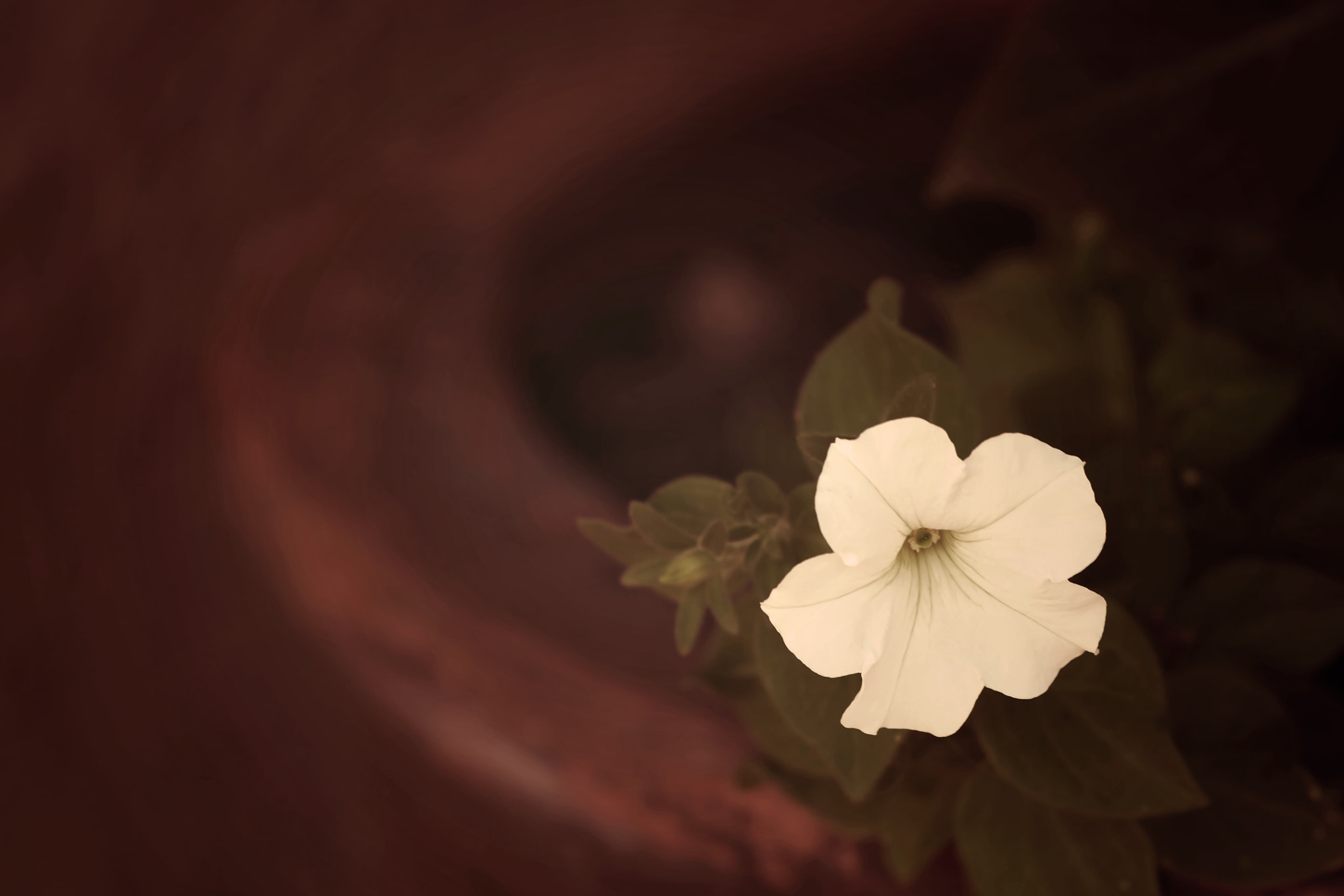 Canon EF 100-400mm F4.5-5.6L IS USM sample photo. I call your name photography