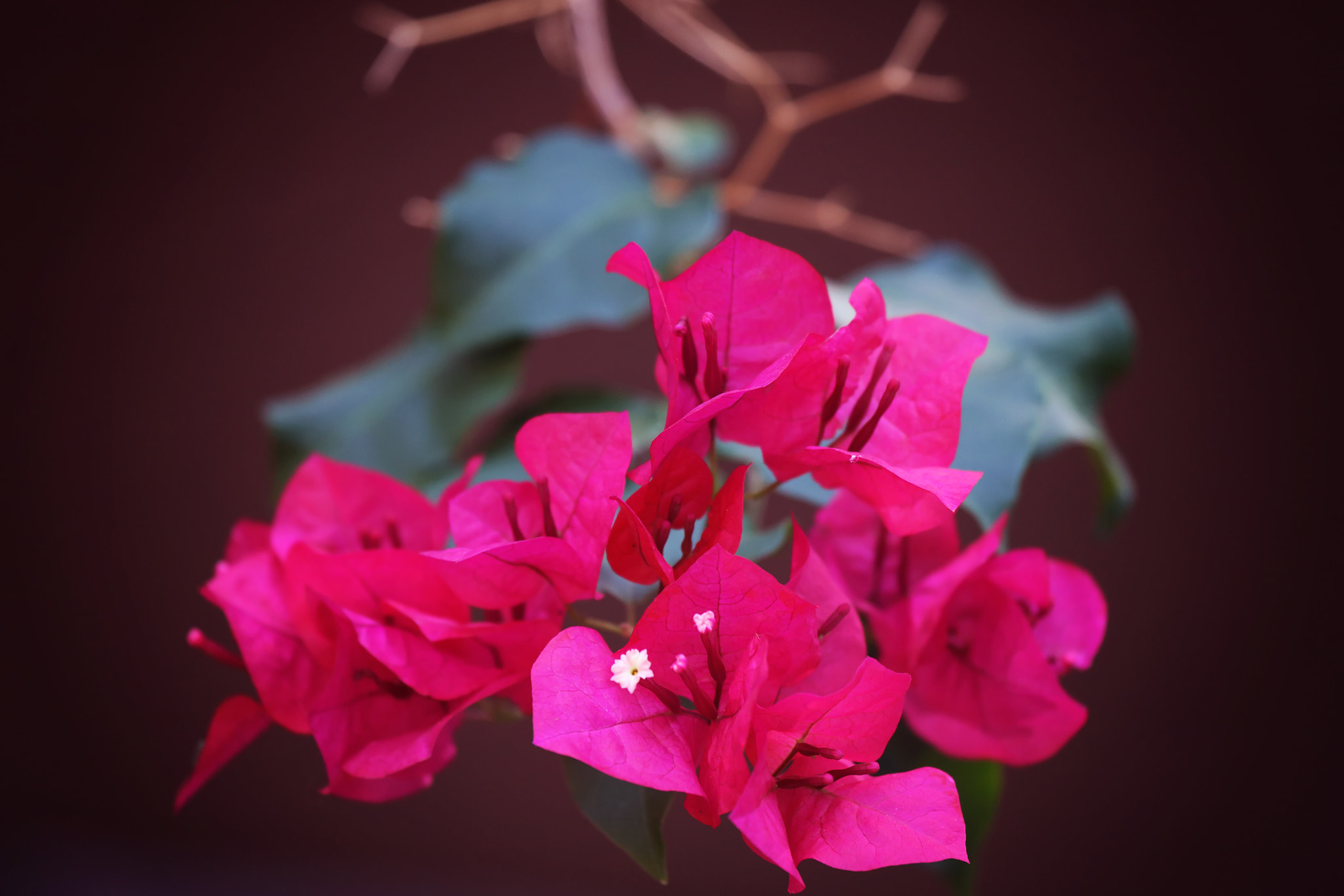 Canon EF 100-400mm F4.5-5.6L IS USM sample photo. Fuschia bomb photography
