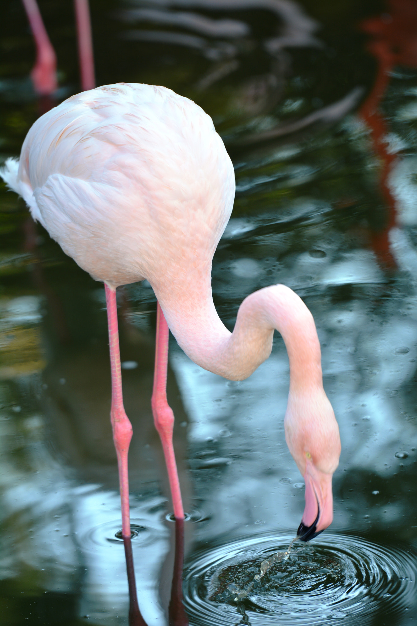 Nikon AF-S Nikkor 70-200mm F2.8G ED VR II sample photo. Flamant rose photography
