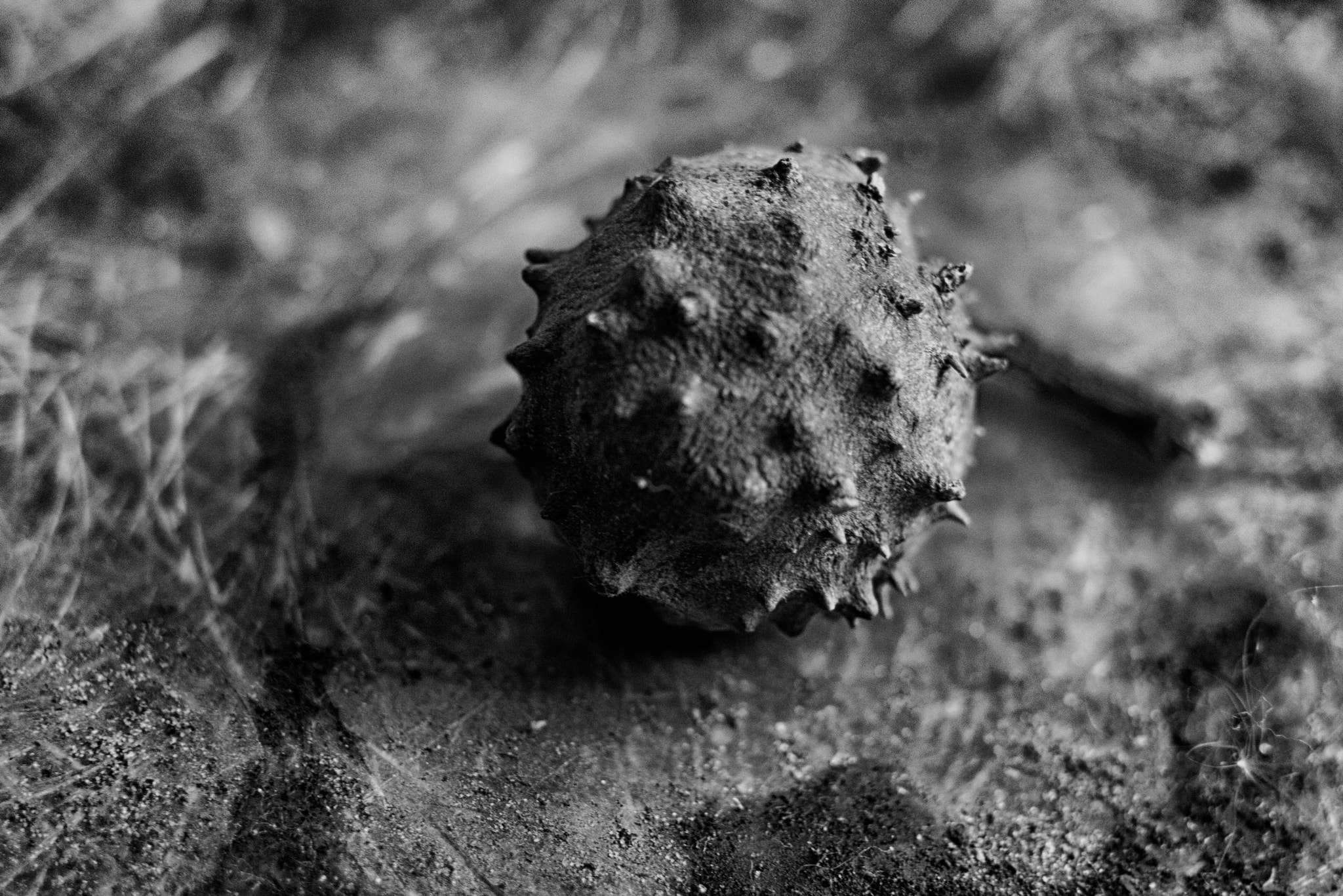 Canon EF 24mm F2.8 IS USM sample photo. Chestnut late find photography