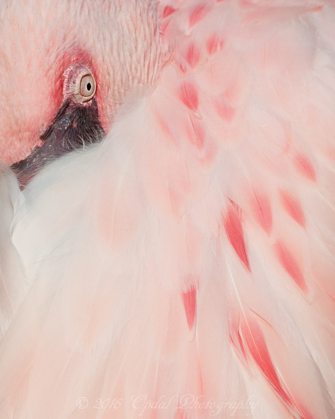 Canon EF 100-400mm F4.5-5.6L IS USM sample photo. Lesser flamingo photography