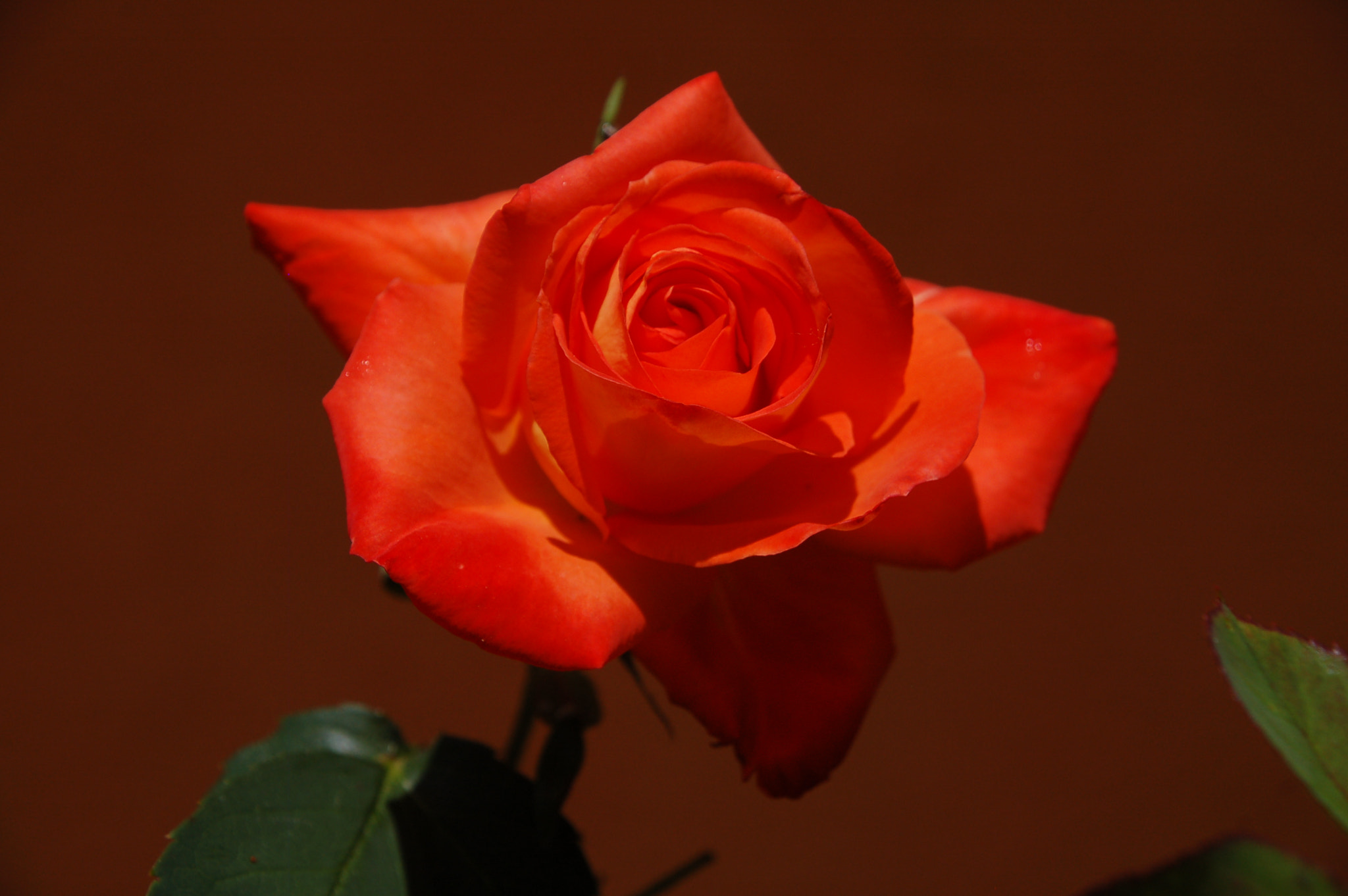 Nikon D50 sample photo