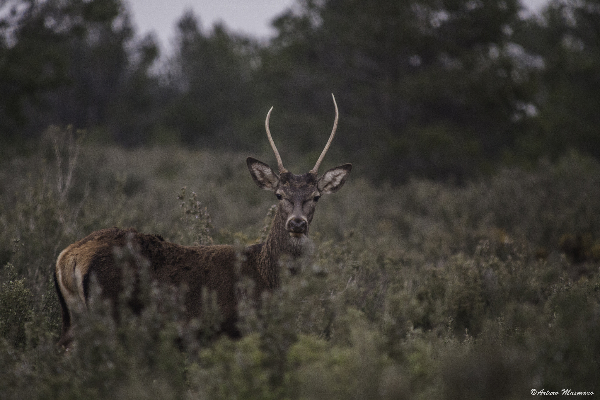 Canon EF 35-350mm F3.5-5.6L USM sample photo. Ciervo (deer) photography