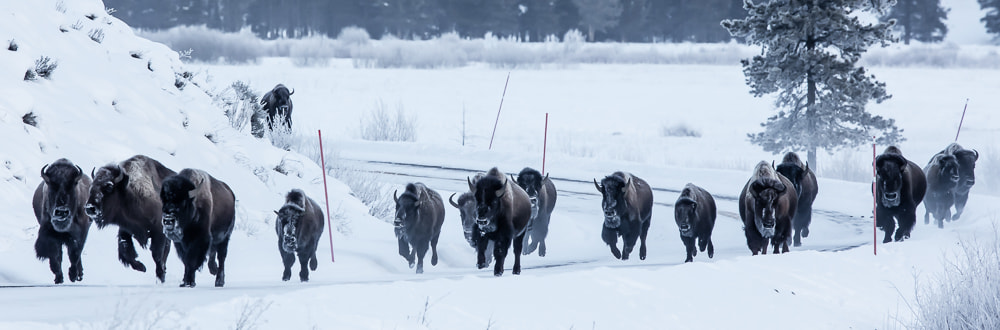 Canon EOS 5DS R + Canon EF 400mm F4.0 DO IS USM sample photo. Bison on the run photography