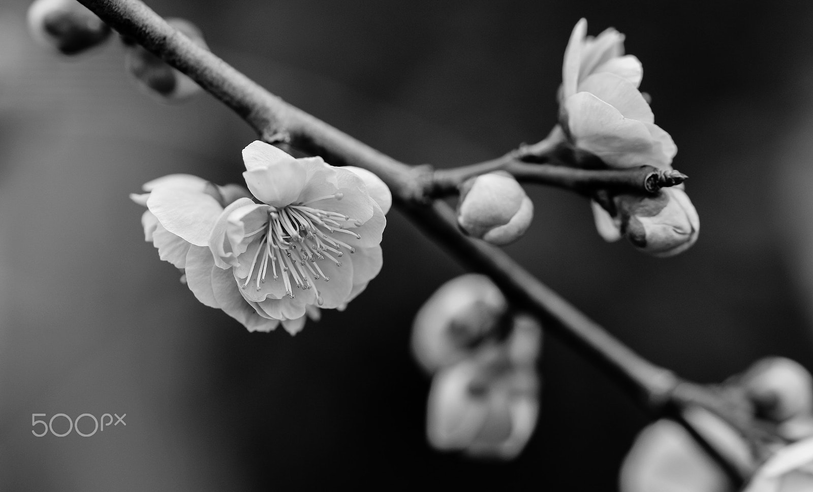 Canon EOS 600D (Rebel EOS T3i / EOS Kiss X5) + Sigma 105mm F2.8 EX DG OS HSM sample photo. Monochrome plum photography