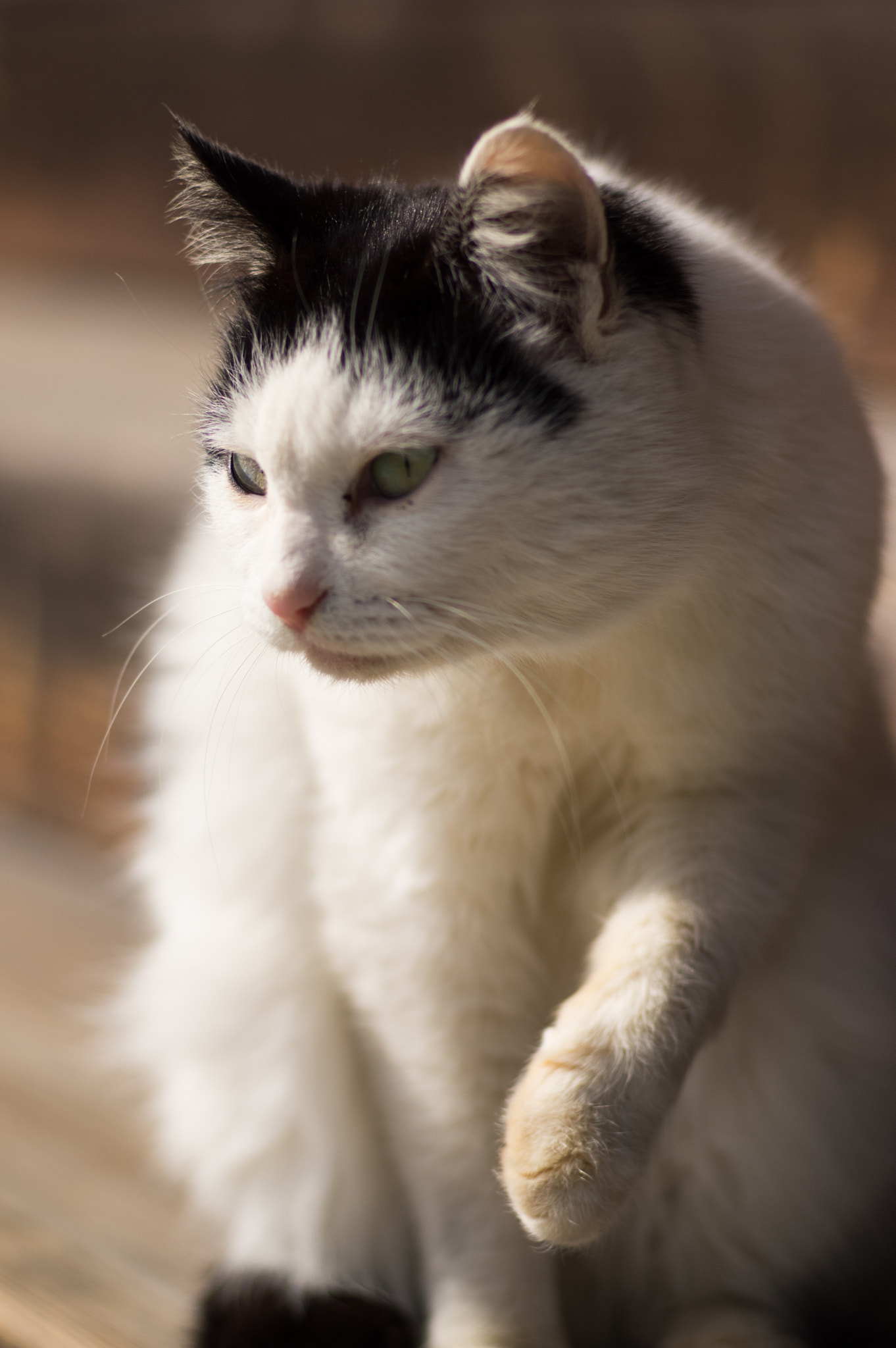 Pentax smc FA 77mm 1.8 Limited sample photo. Handshake photography