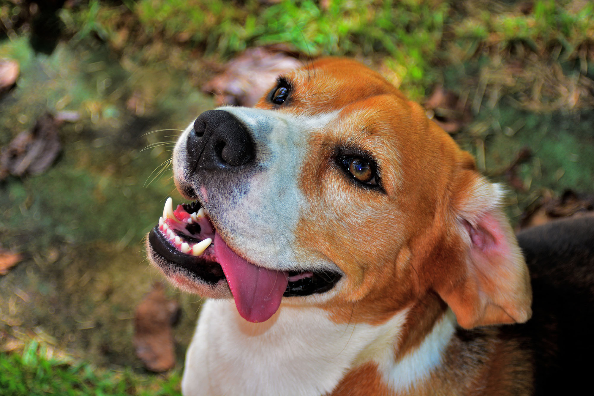 AF Zoom-Nikkor 28-80mm f/3.3-5.6G sample photo. Beagle photography