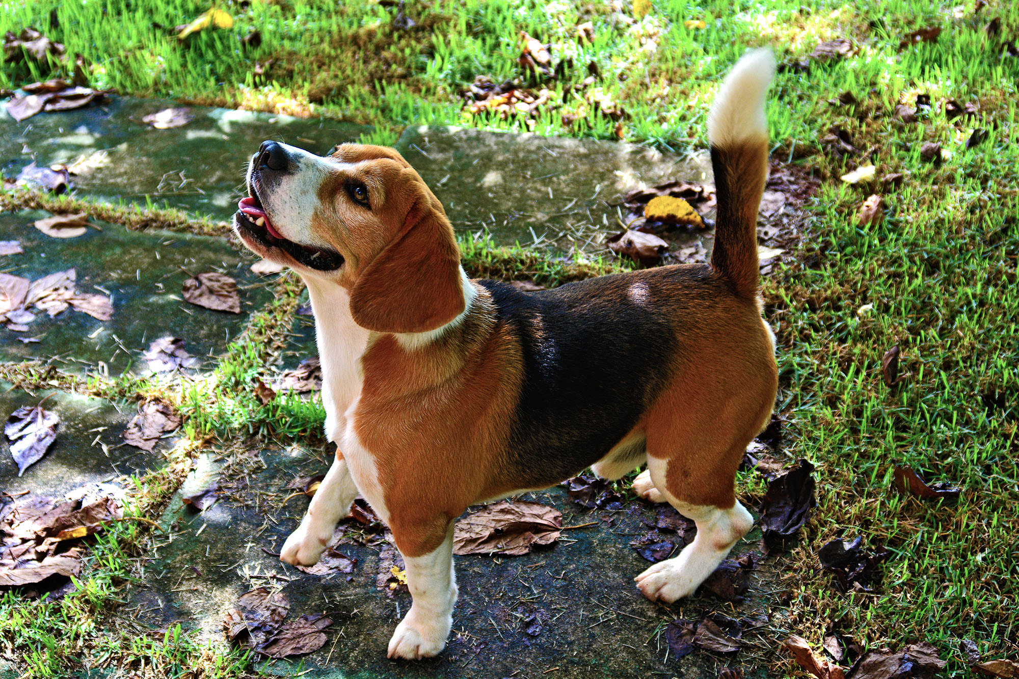 AF Zoom-Nikkor 28-80mm f/3.3-5.6G sample photo. Beagle photography